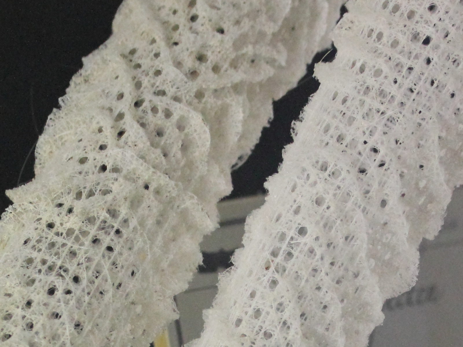 Afficher le média euplectella_aspergillum4md euplectella_aspergillum4md