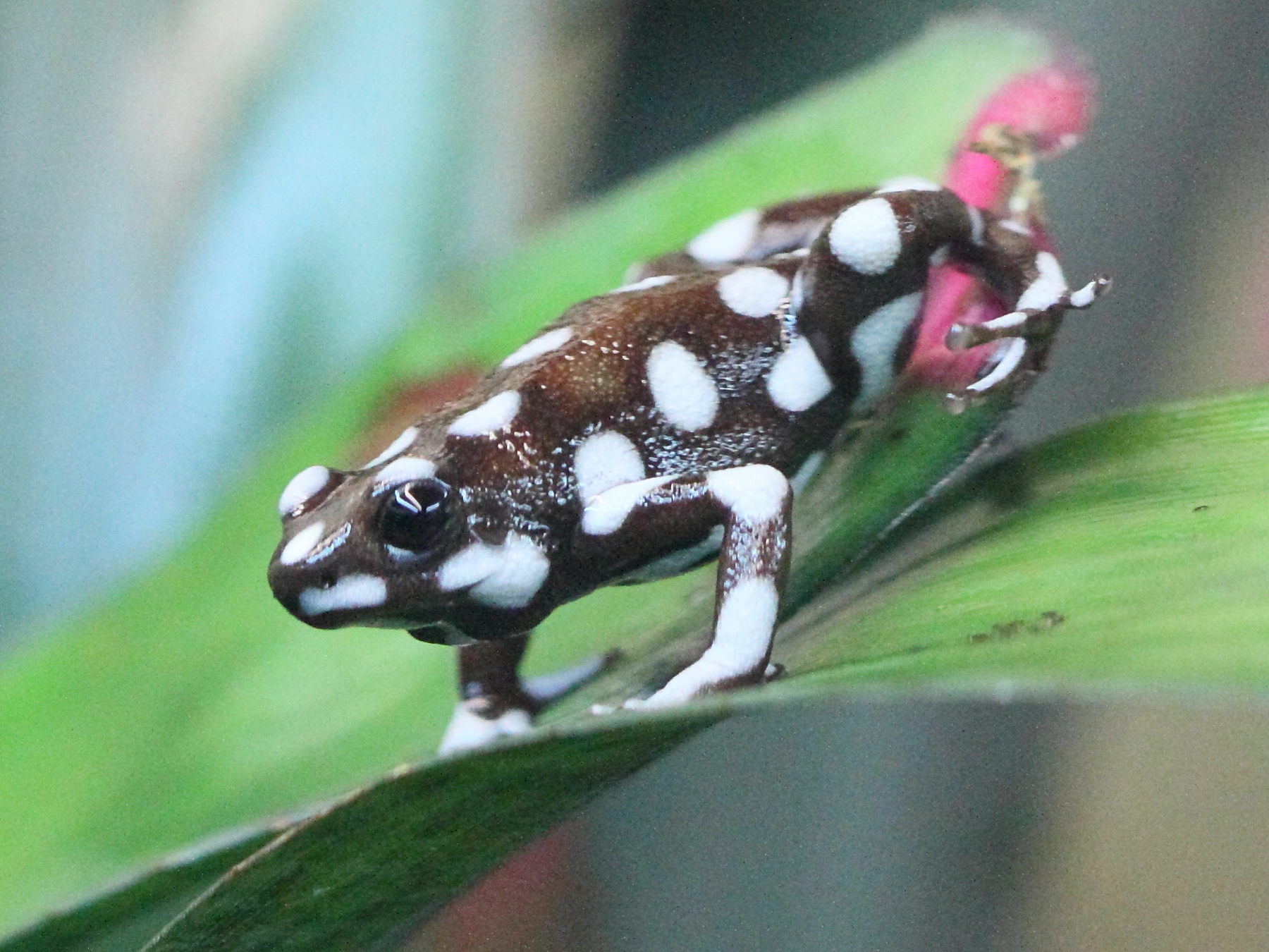 excidobates_mysteriosus3bd