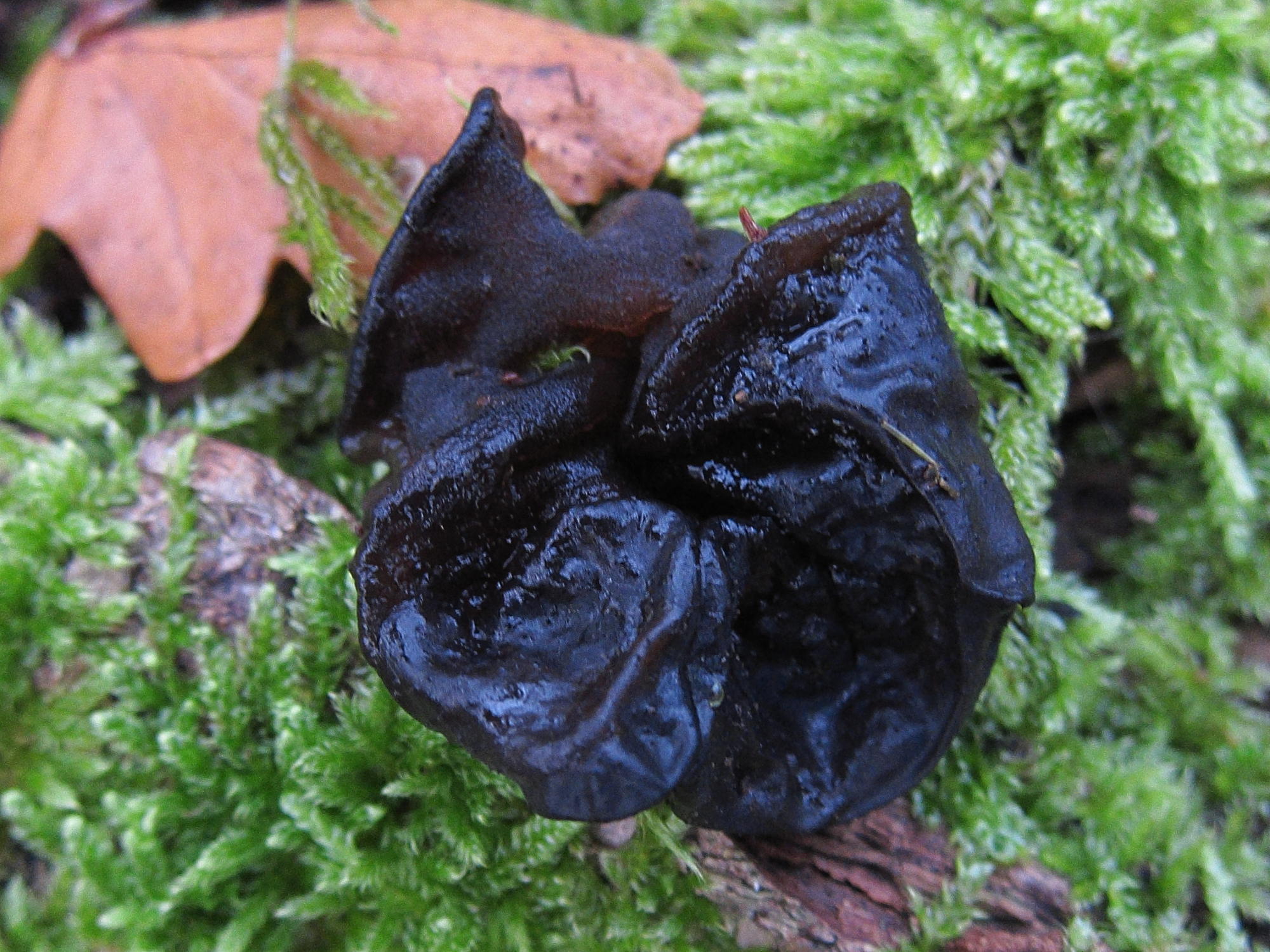 Afficher le média exidia_glandulosa1bd exidia_glandulosa1bd