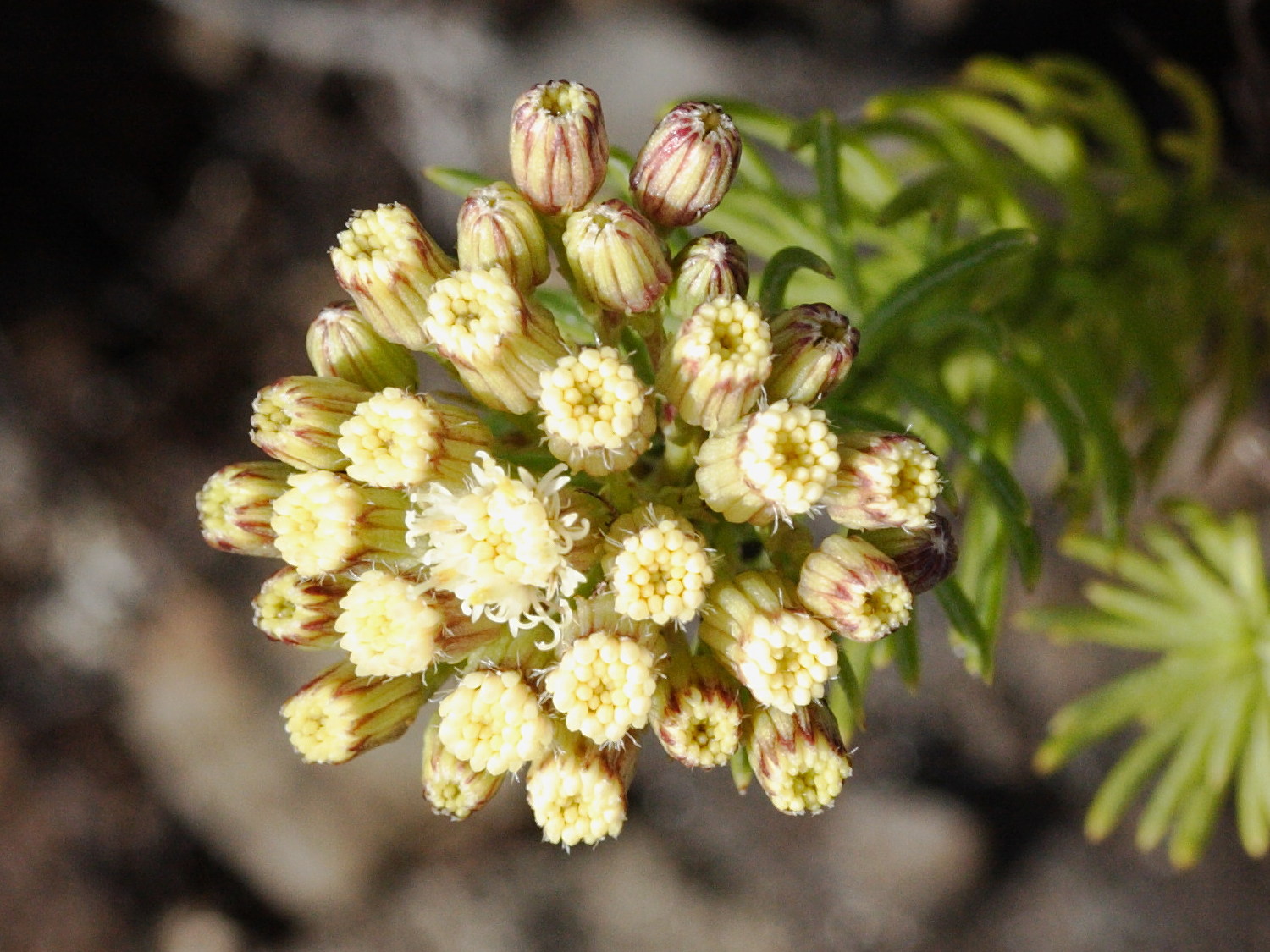 faujasia_pinifolia3md