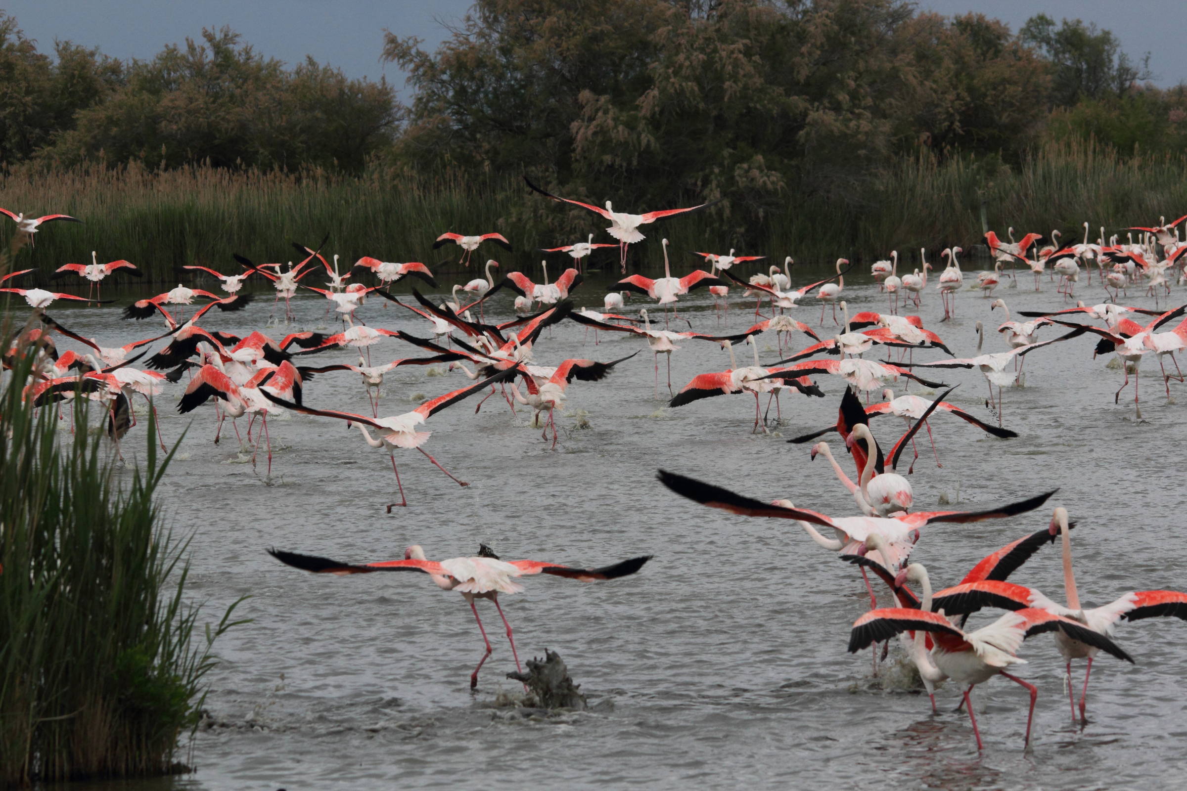 Afficher le média flamant_rose_-_phoenicopterus_roseus4md flamant_rose_-_phoenicopterus_roseus4md