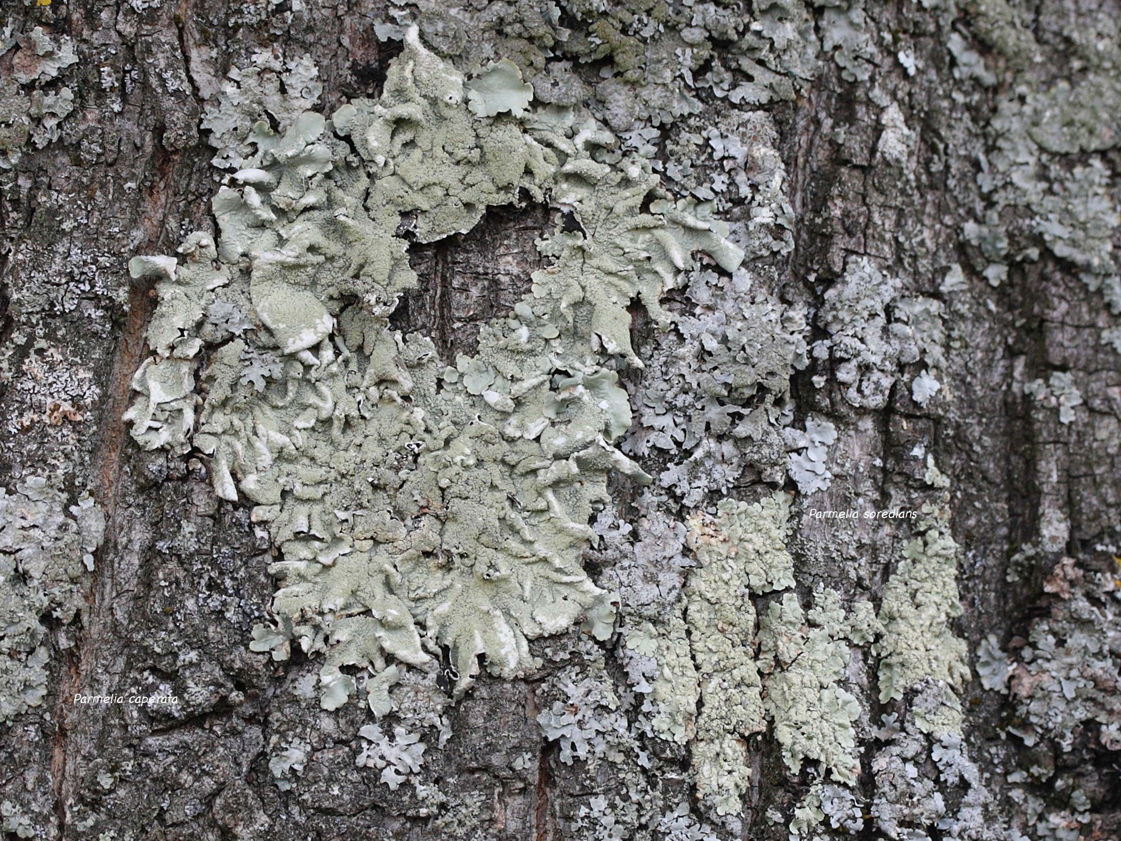 Flavoparmelia_soredians