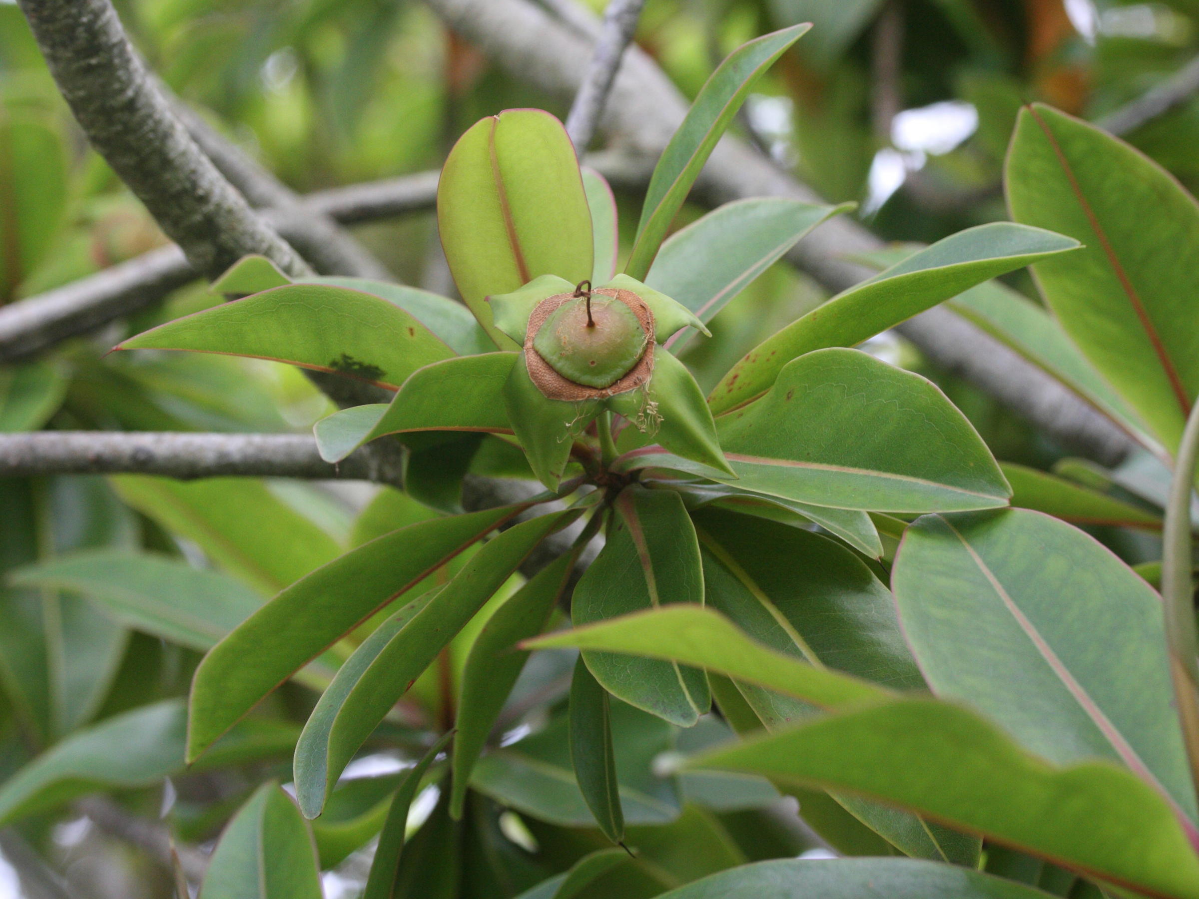 foetidia_mauritiana4md