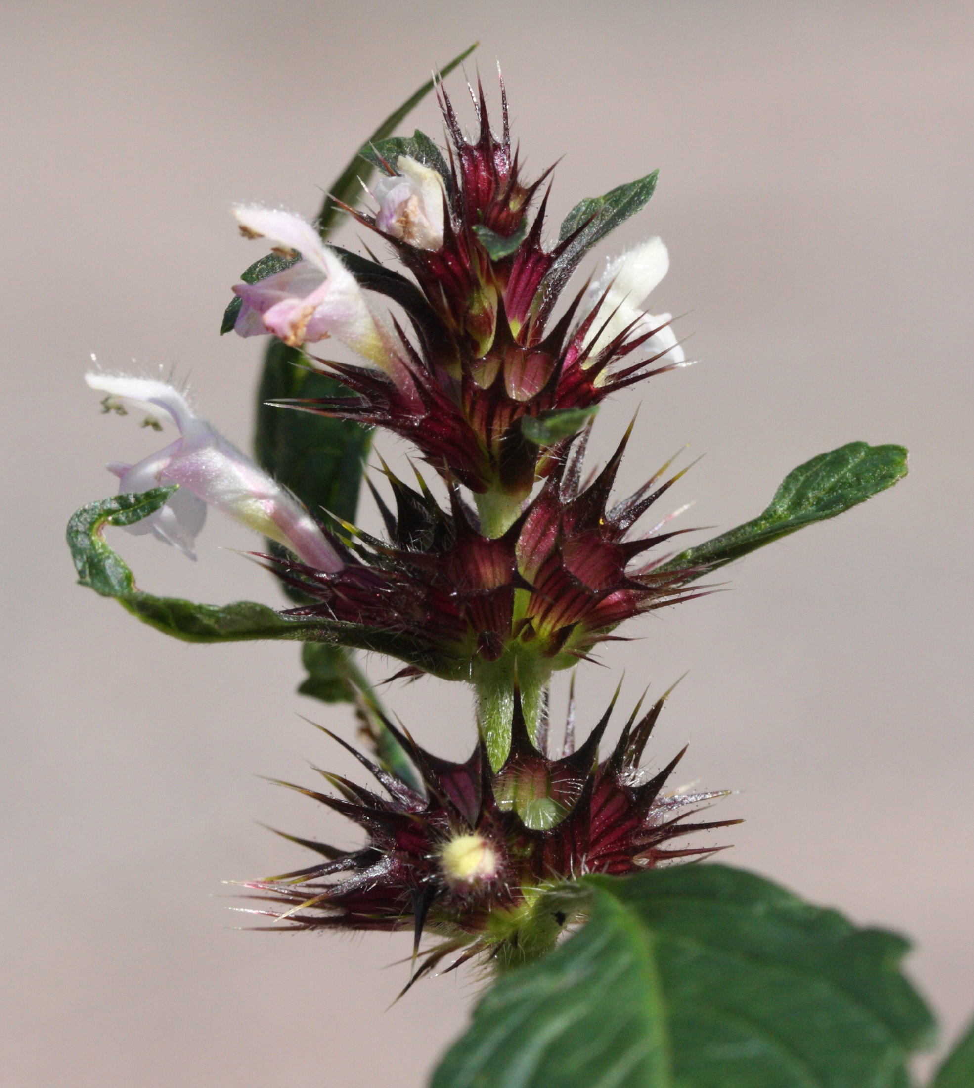 galeopsis_tetrahit2md