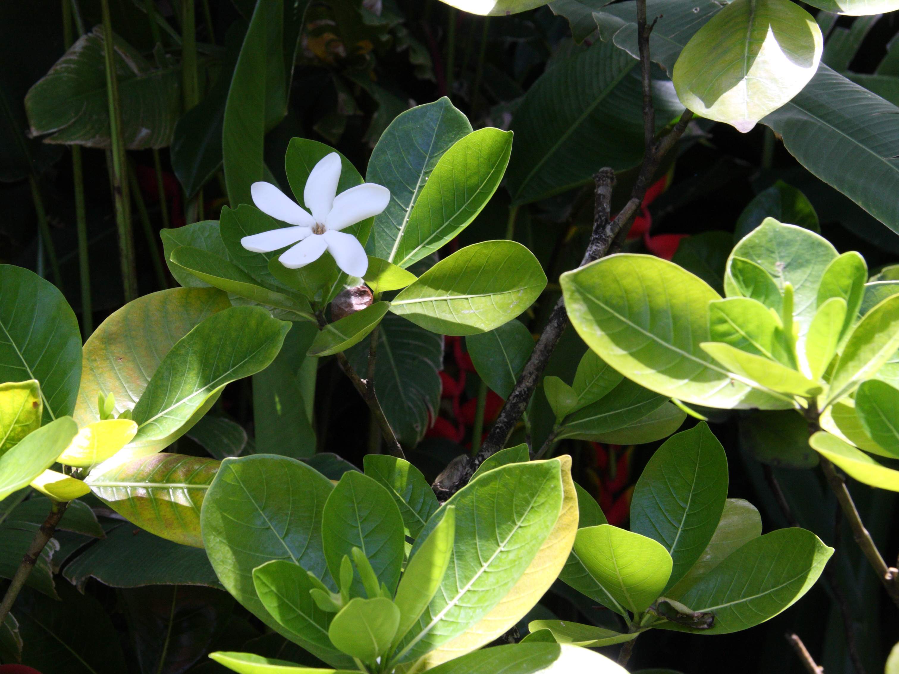 gardenia_tahitensis1md