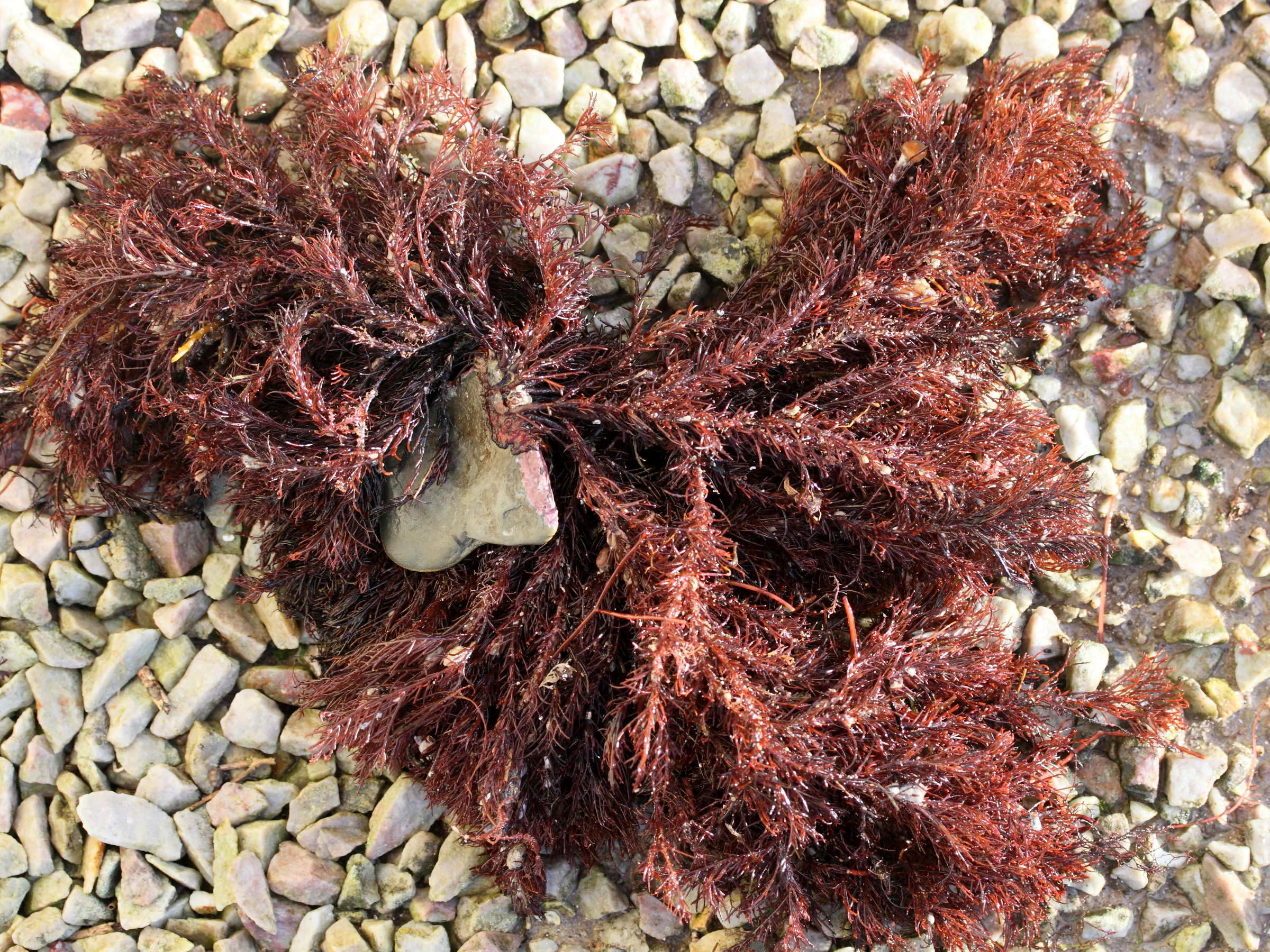 halopithys_incurva1md