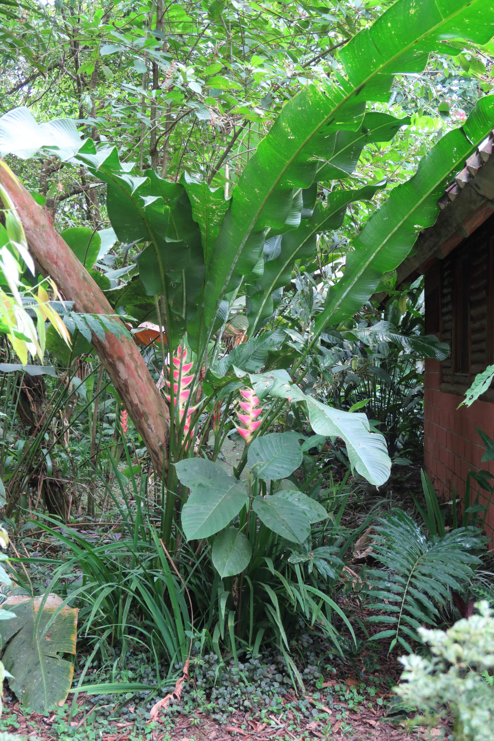 heliconia_wagneriana3md