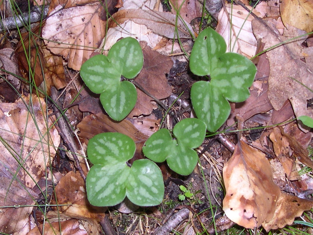 Afficher le média Hepatica_nobilis Hepatica_nobilis