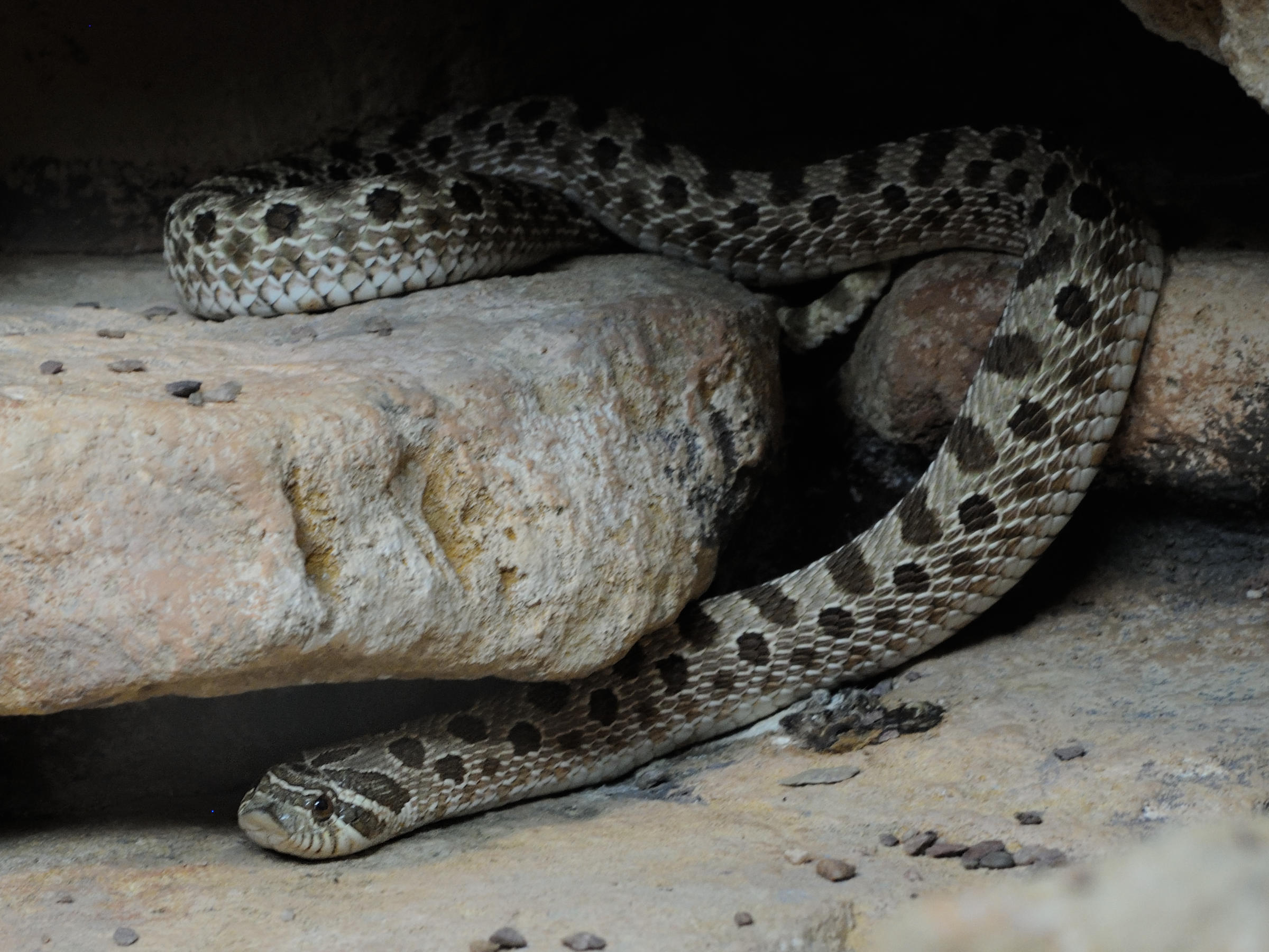 Afficher le média heterodon_nasicus1md heterodon_nasicus1md