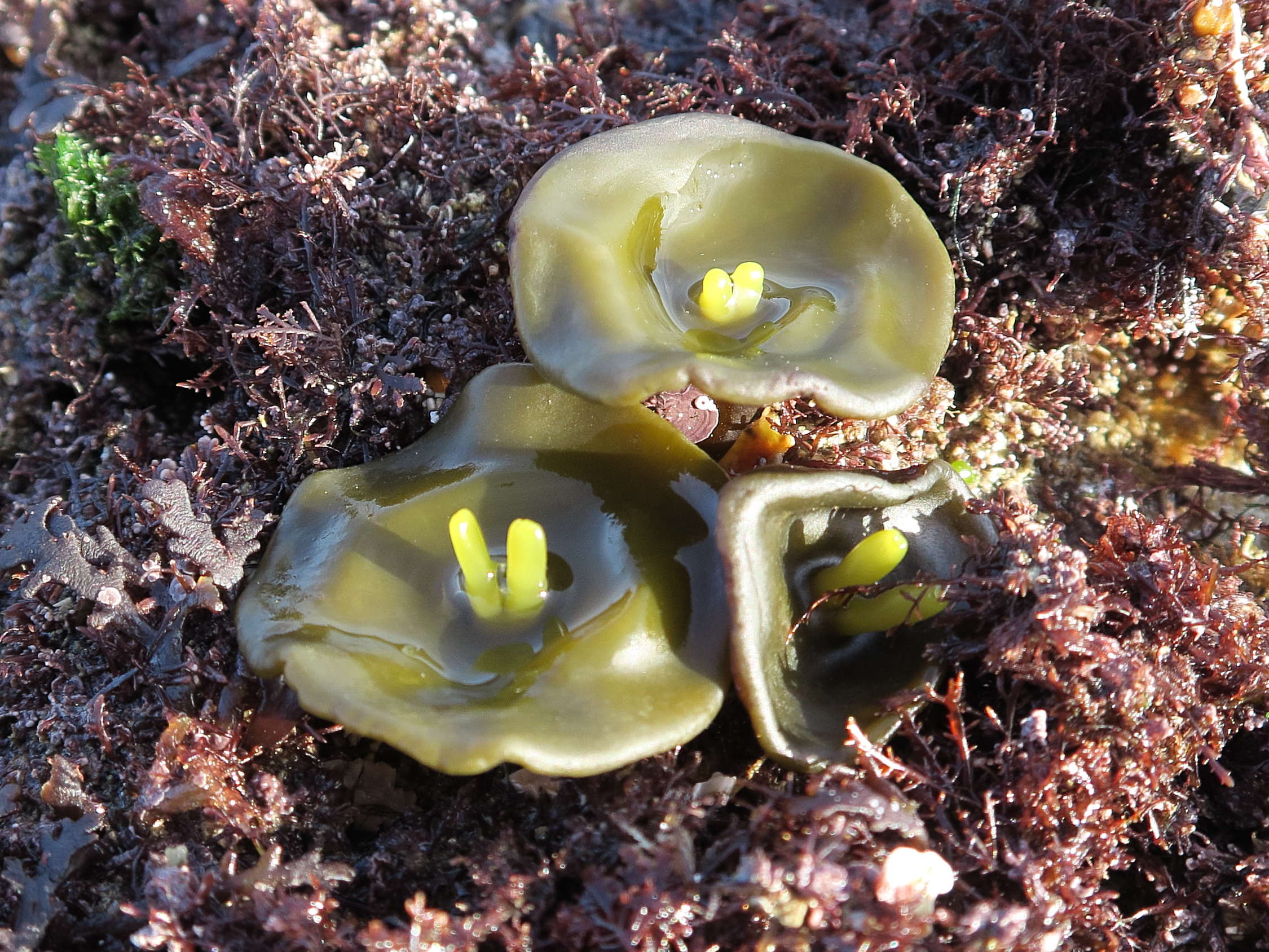 Afficher le média himanthalia_elongata7md himanthalia_elongata7md