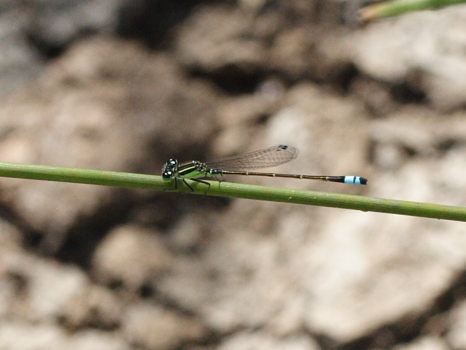 ischnura_ramburii2md