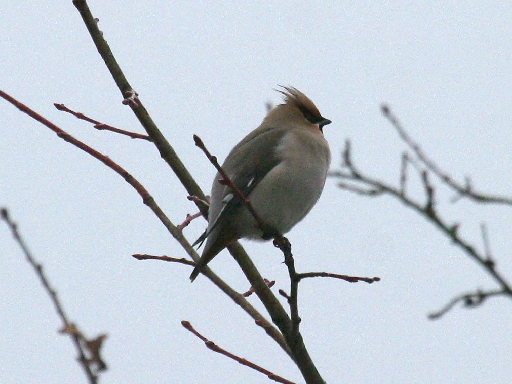 jaseur_boreal_-_bombycilla_garrulus2bd