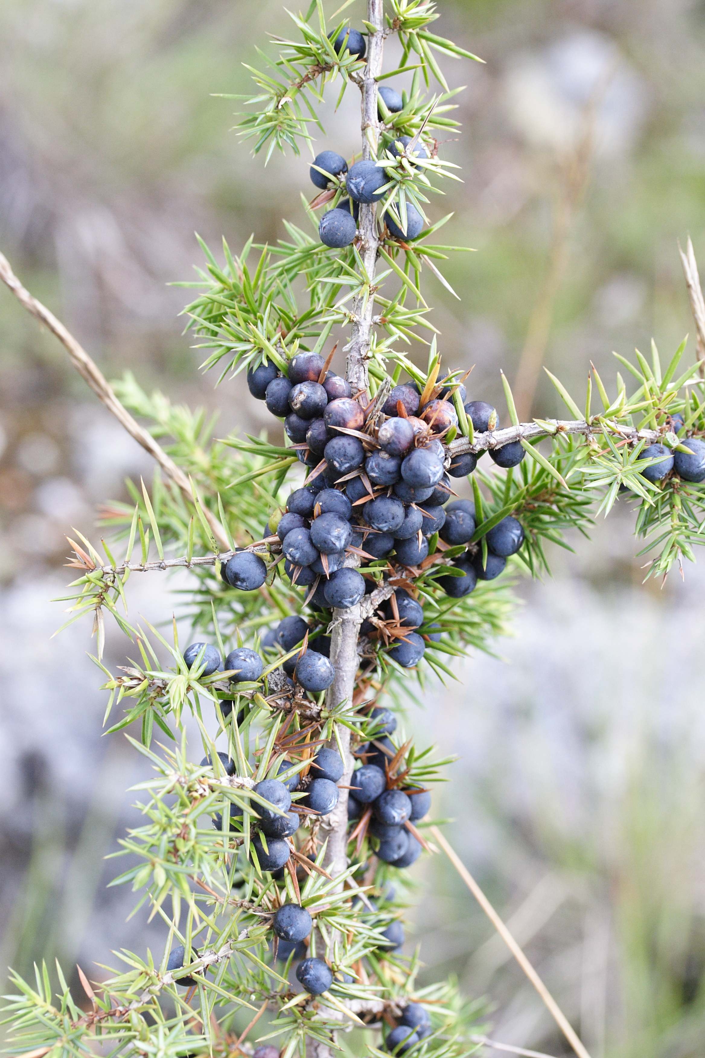 juniperus_communis3md