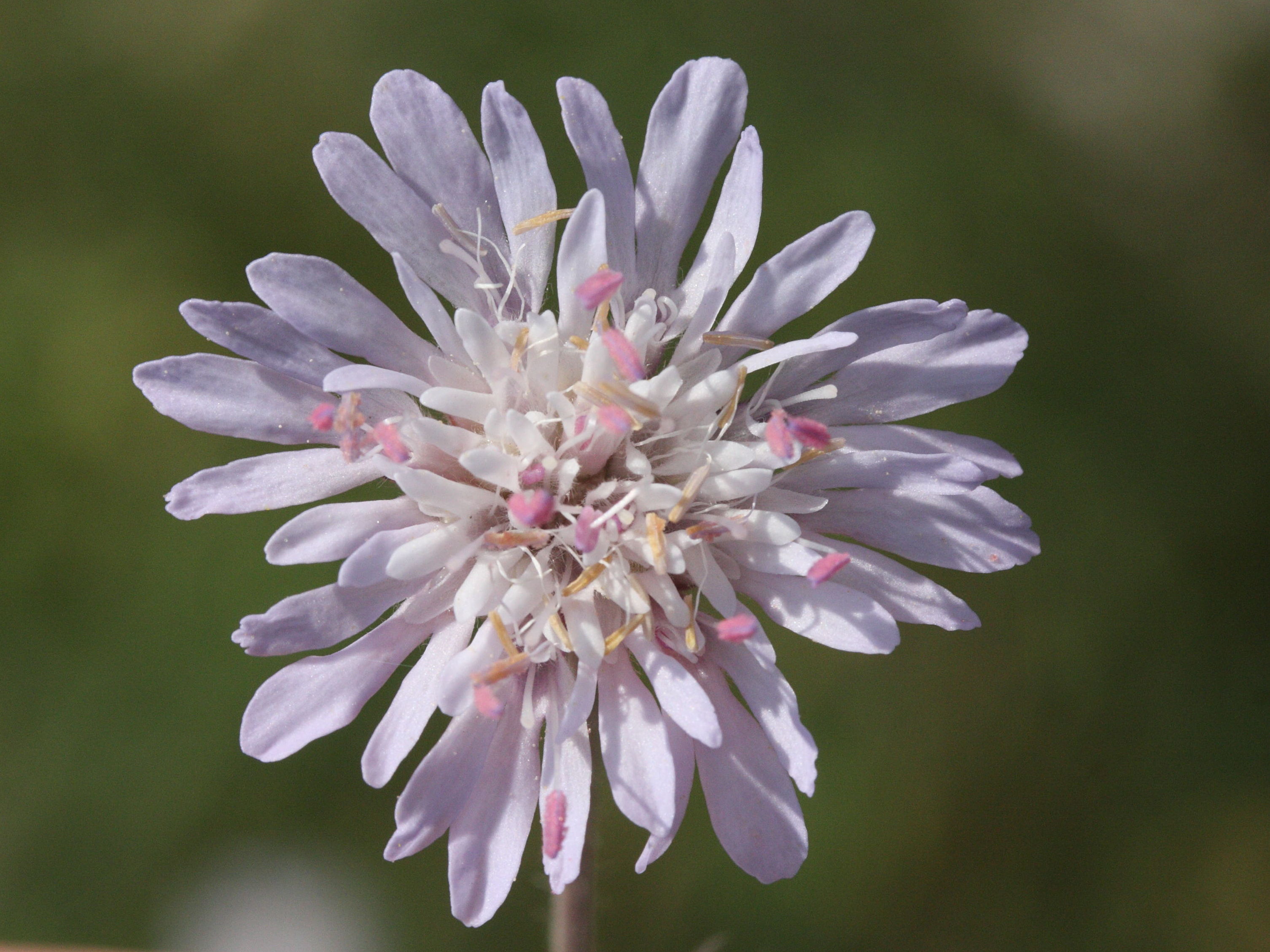 knautia_integrifolia2md