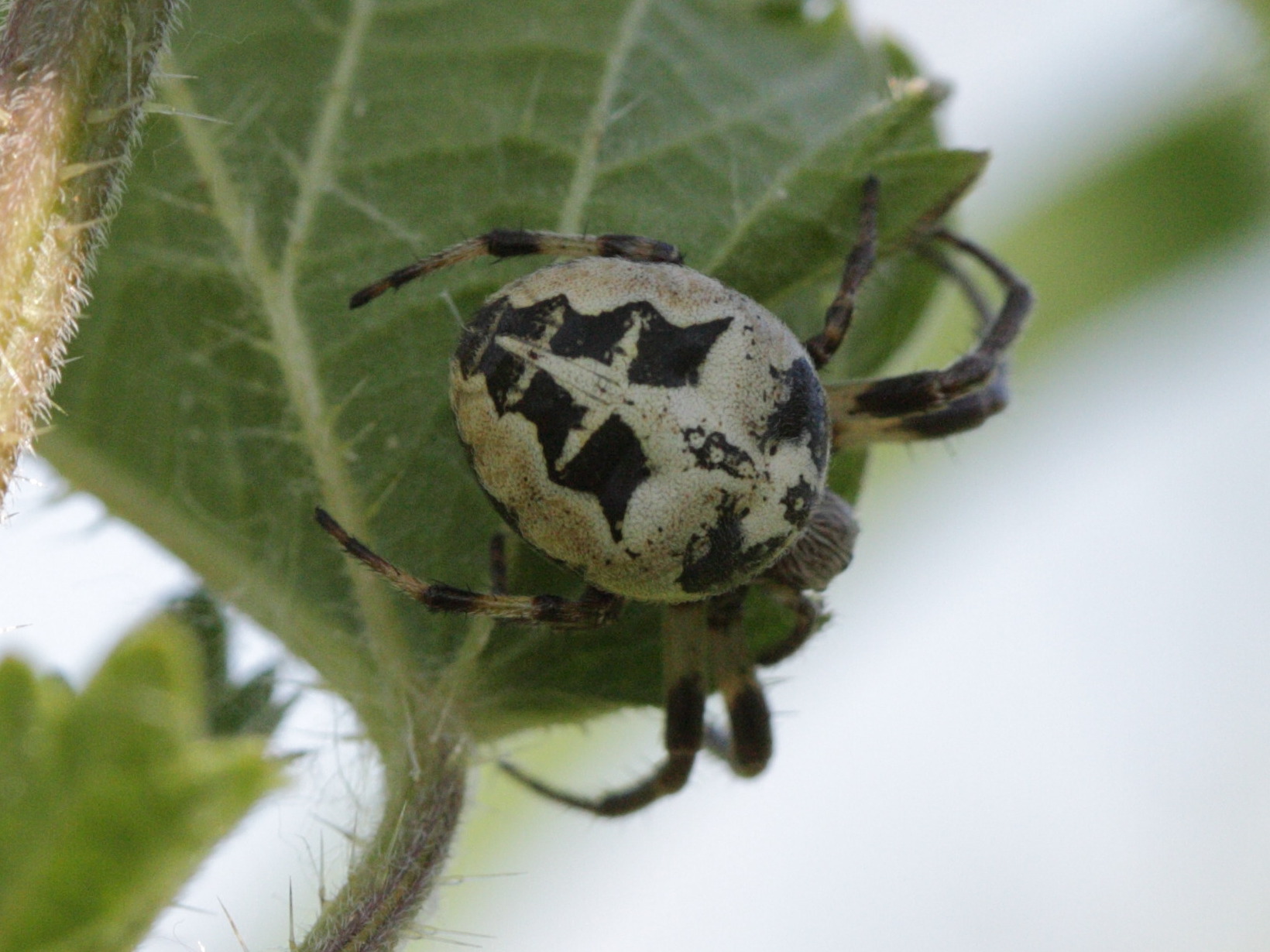 Afficher le média larinioides_cornutus5bd larinioides_cornutus5bd