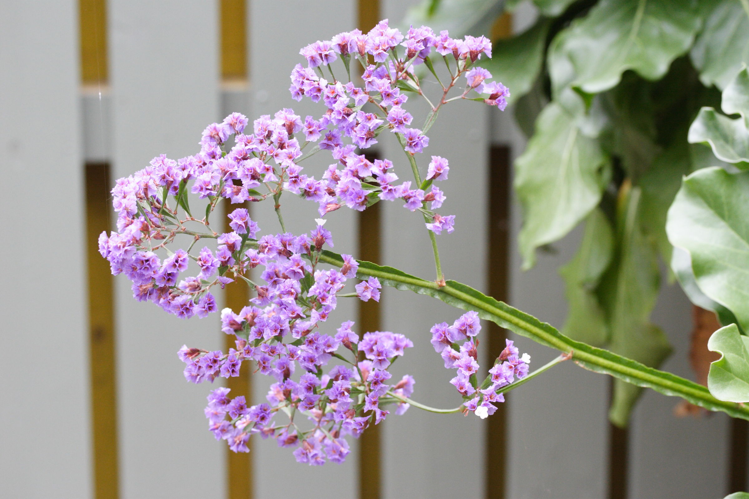 Afficher le média limonium_macrophyllum3md limonium_macrophyllum3md