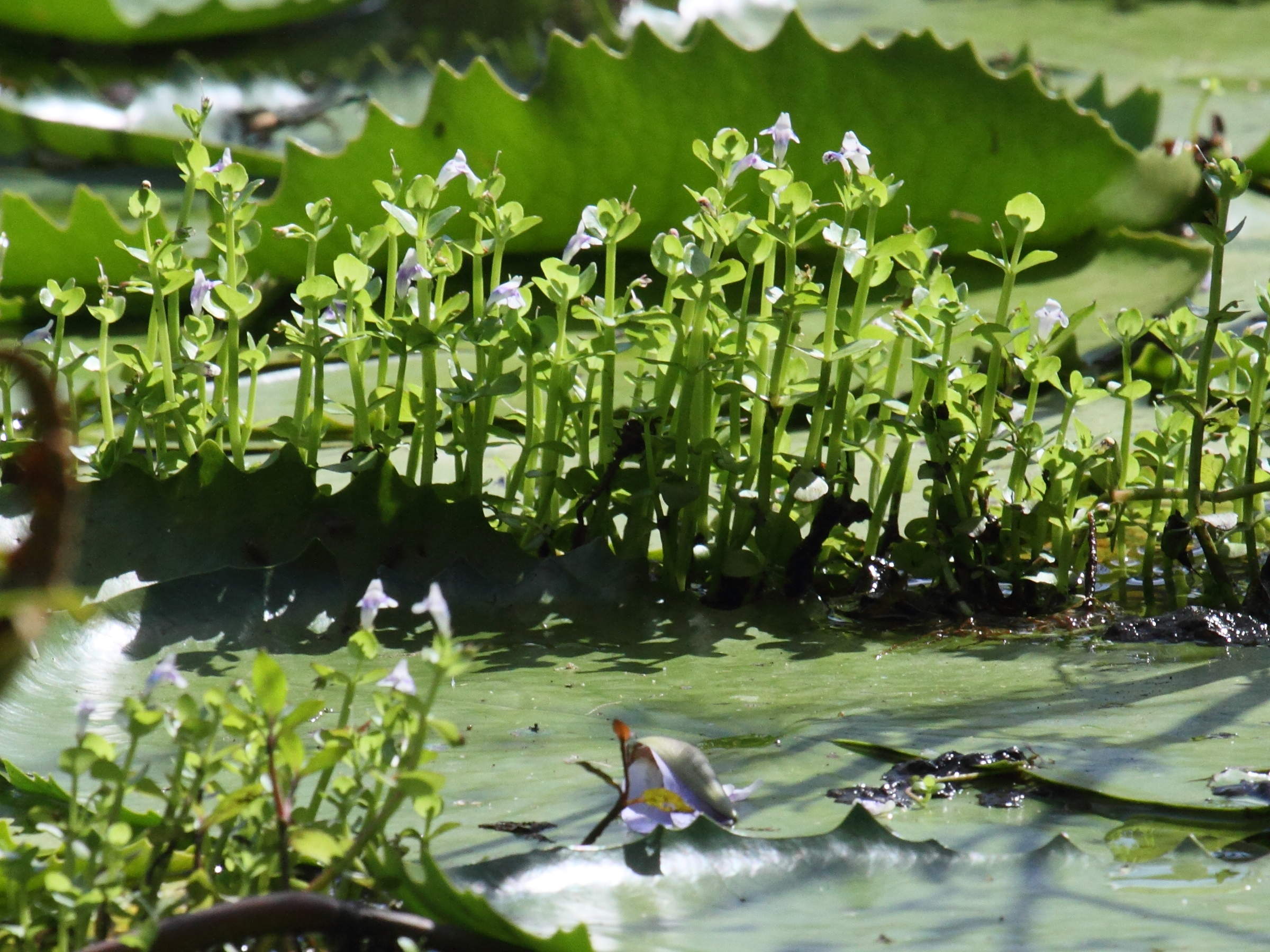 Afficher le média lindernia_rotundifolia1bd lindernia_rotundifolia1bd