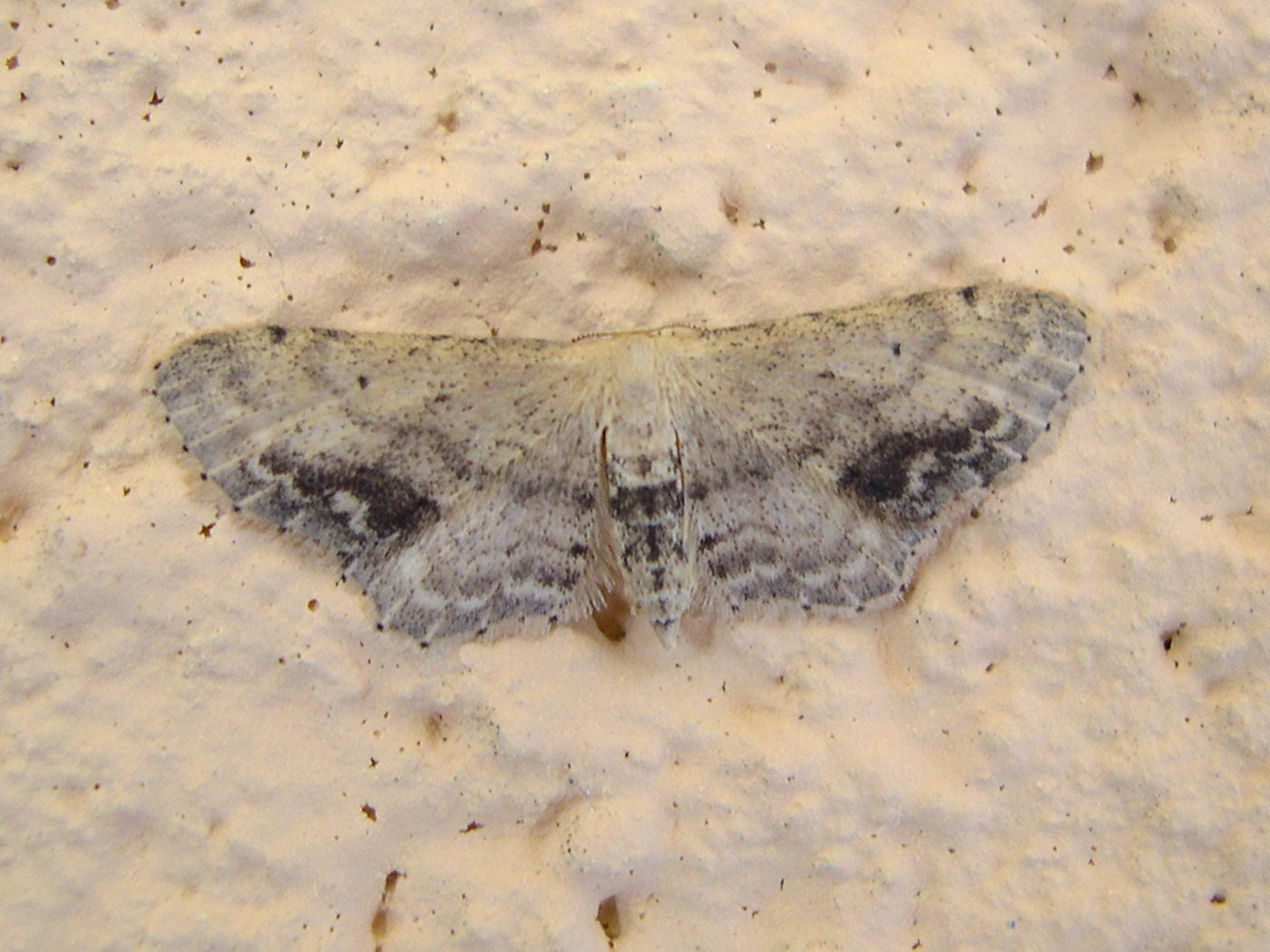 lomographa_temerata1md