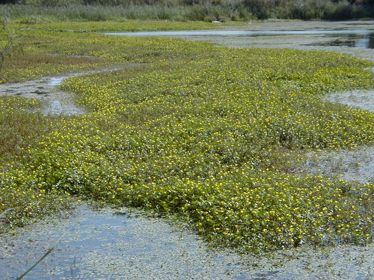 Afficher le média ludwigia_peploides1amd ludwigia_peploides1amd