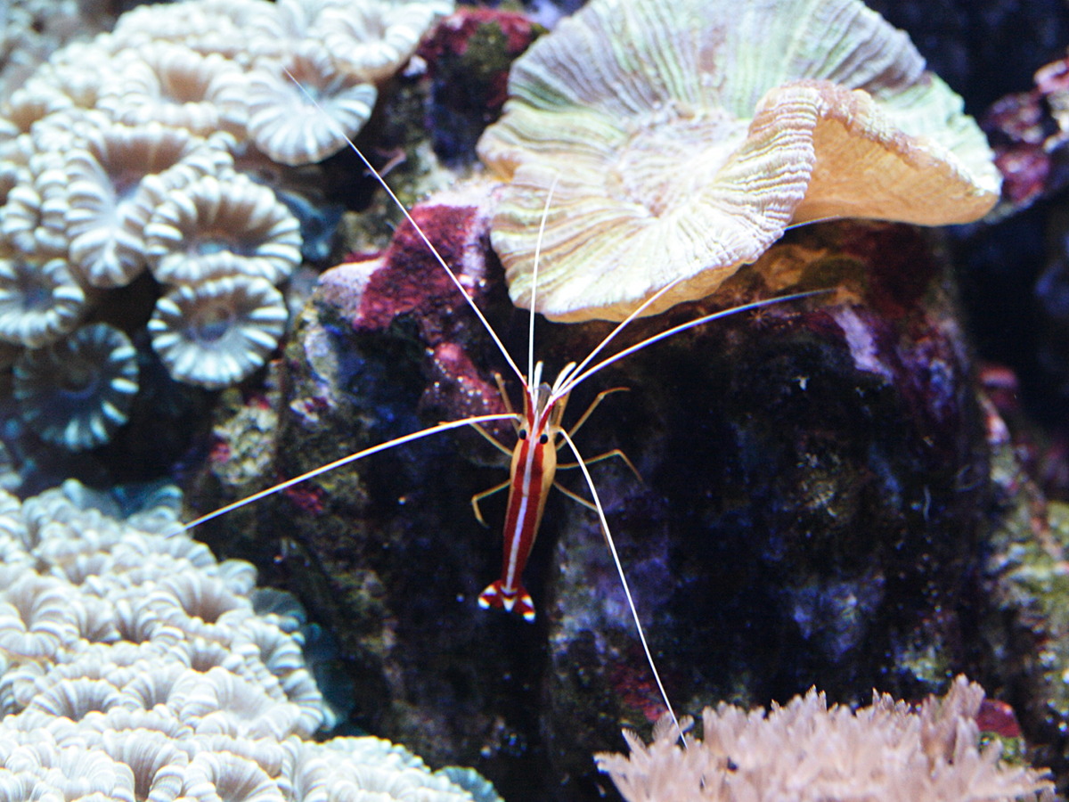 Afficher le média lysmata_amboinensis1md lysmata_amboinensis1md