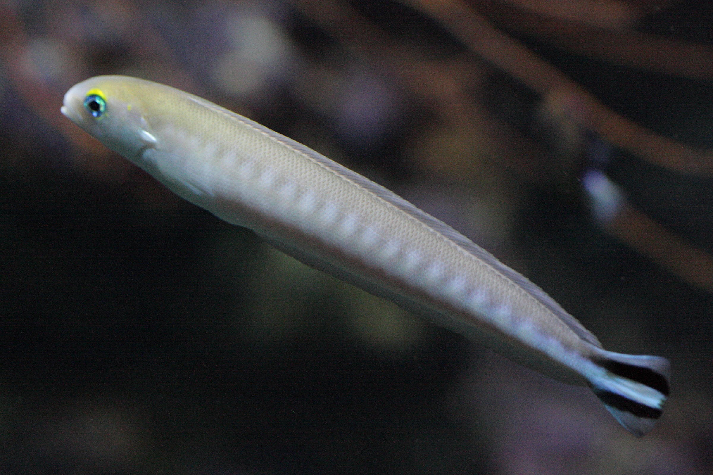 malacanthus_brevirostris1bd