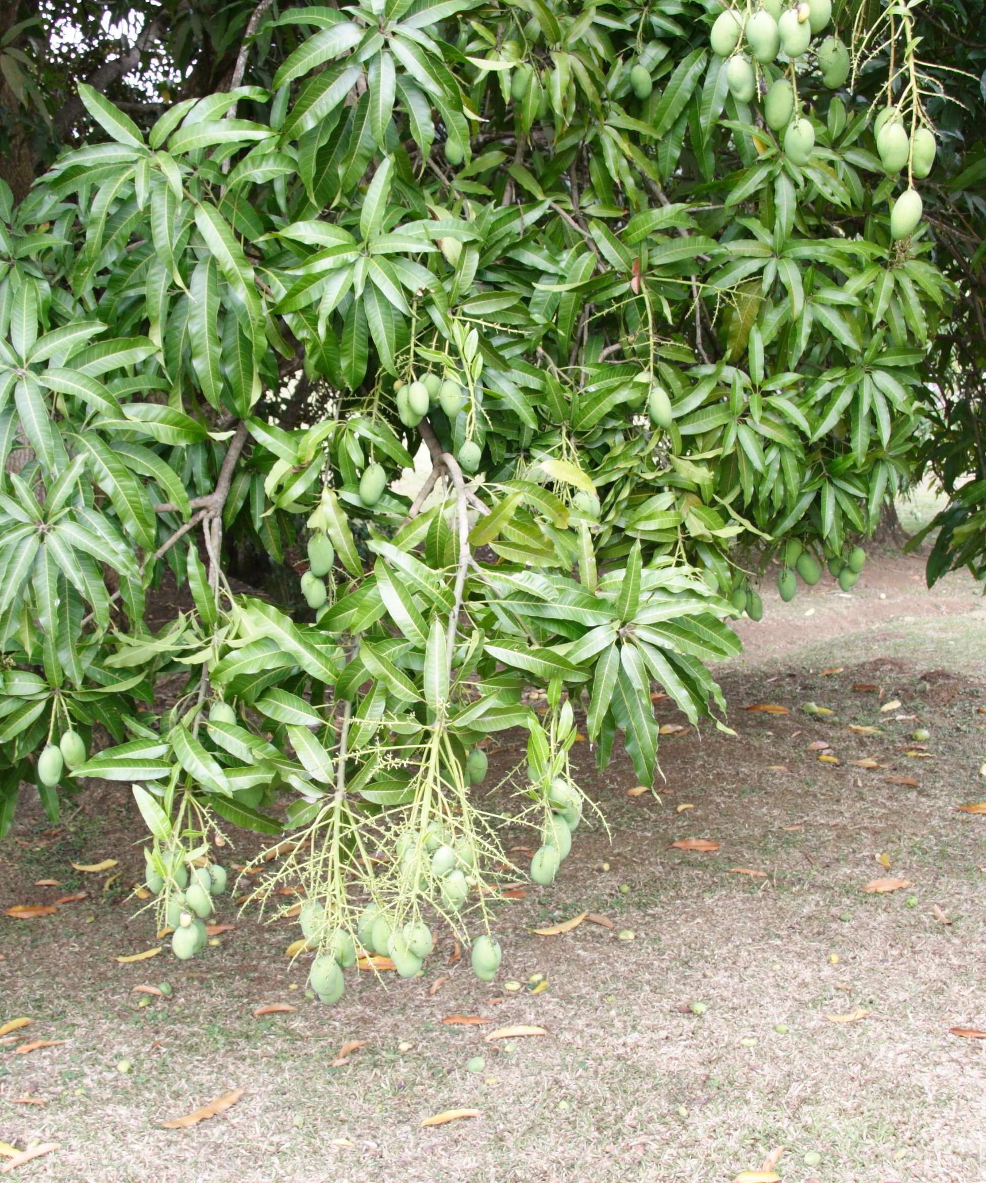 mangifera_indica3md