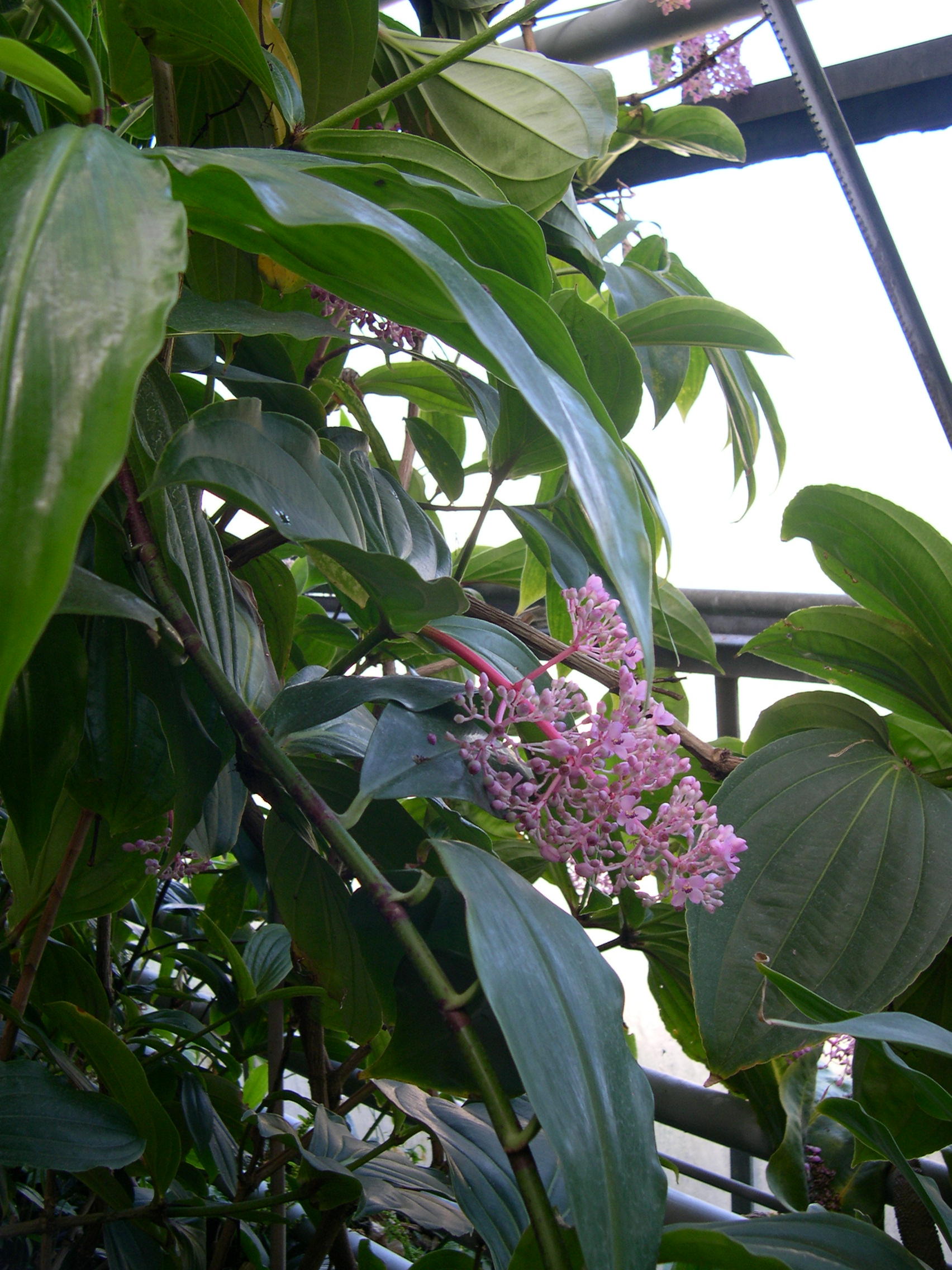 medinilla_speciosa1md