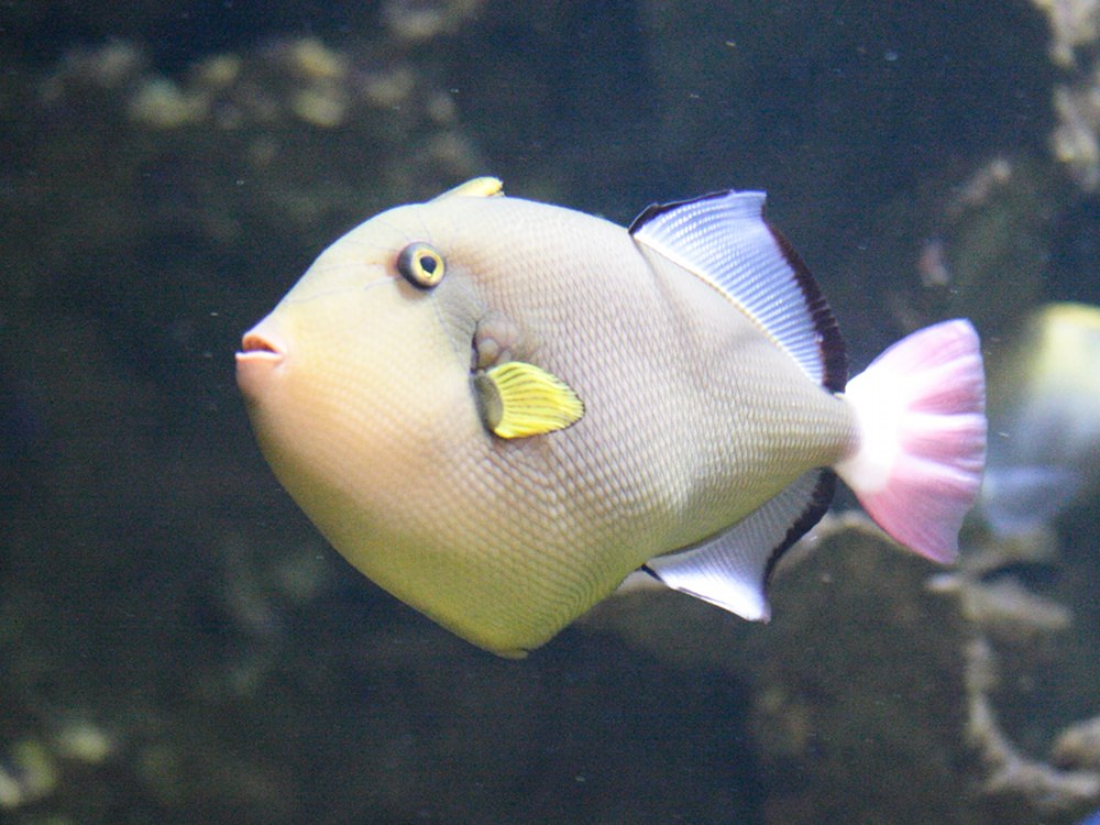 Afficher le média melichthys_vidua2md melichthys_vidua2md