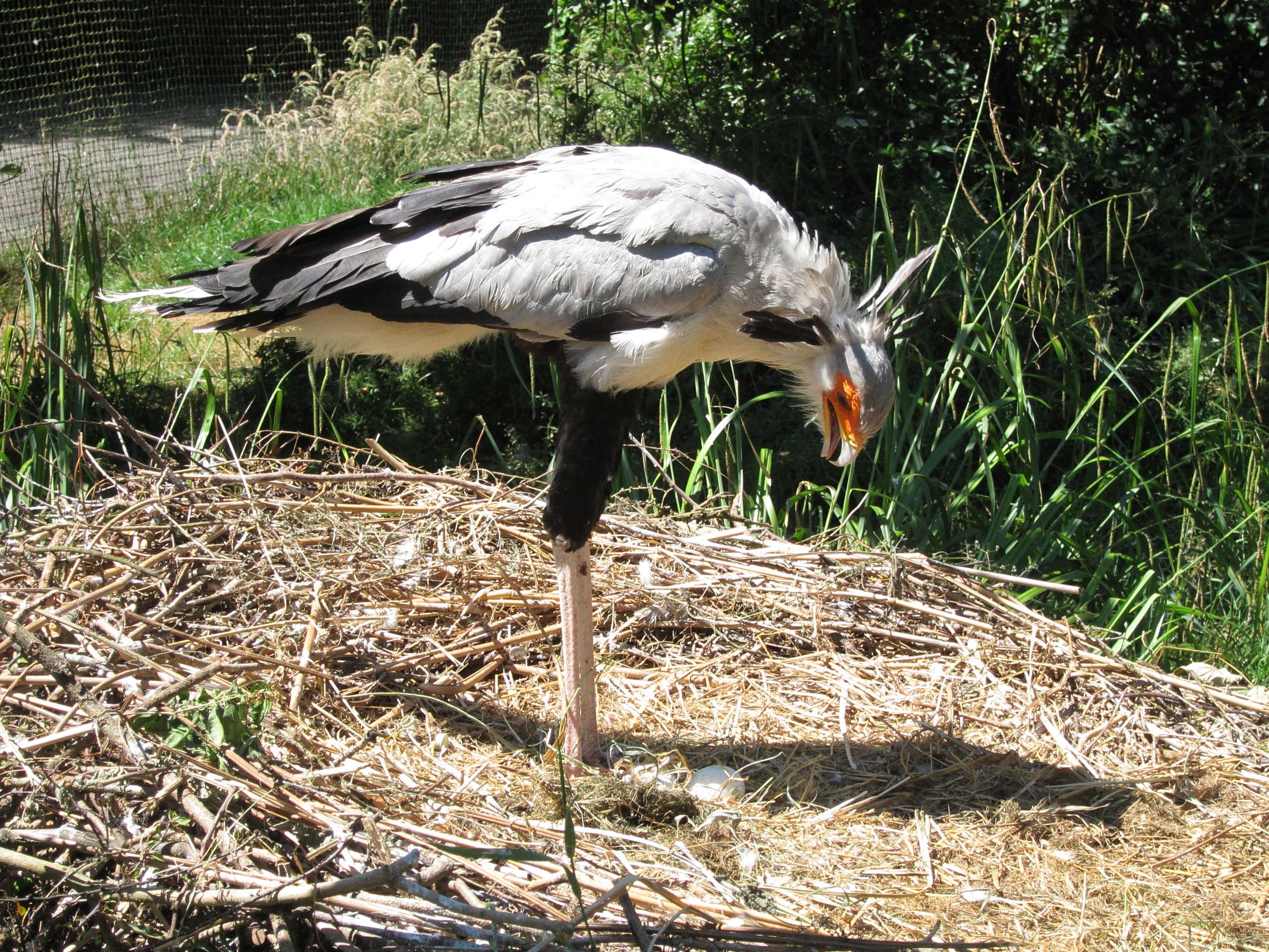 Afficher le média messager_sagittaire_-_sagittarius_serpentarius3bd messager_sagittaire_-_sagittarius_serpentarius3bd