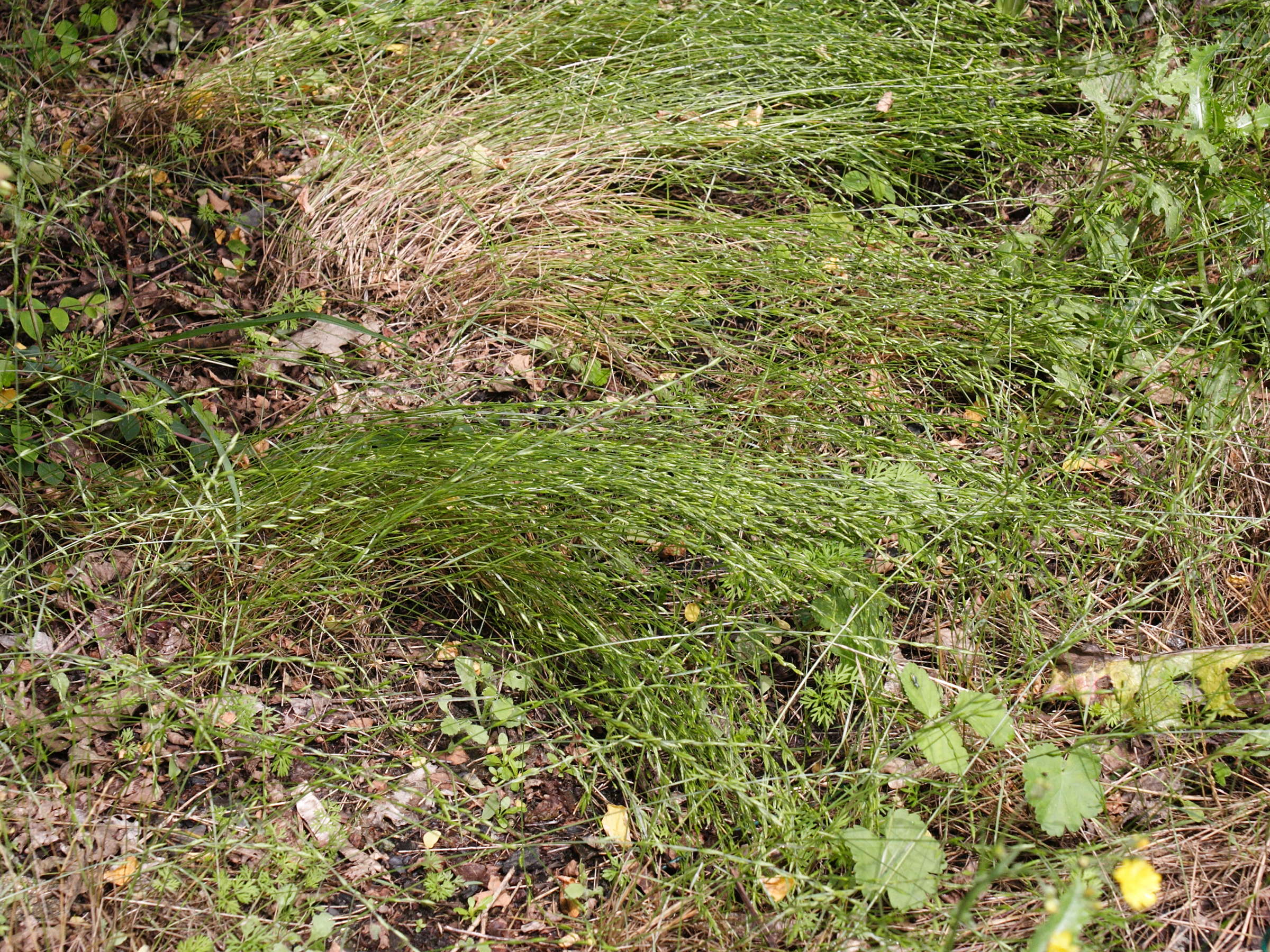 micropyrum_tenellum1md