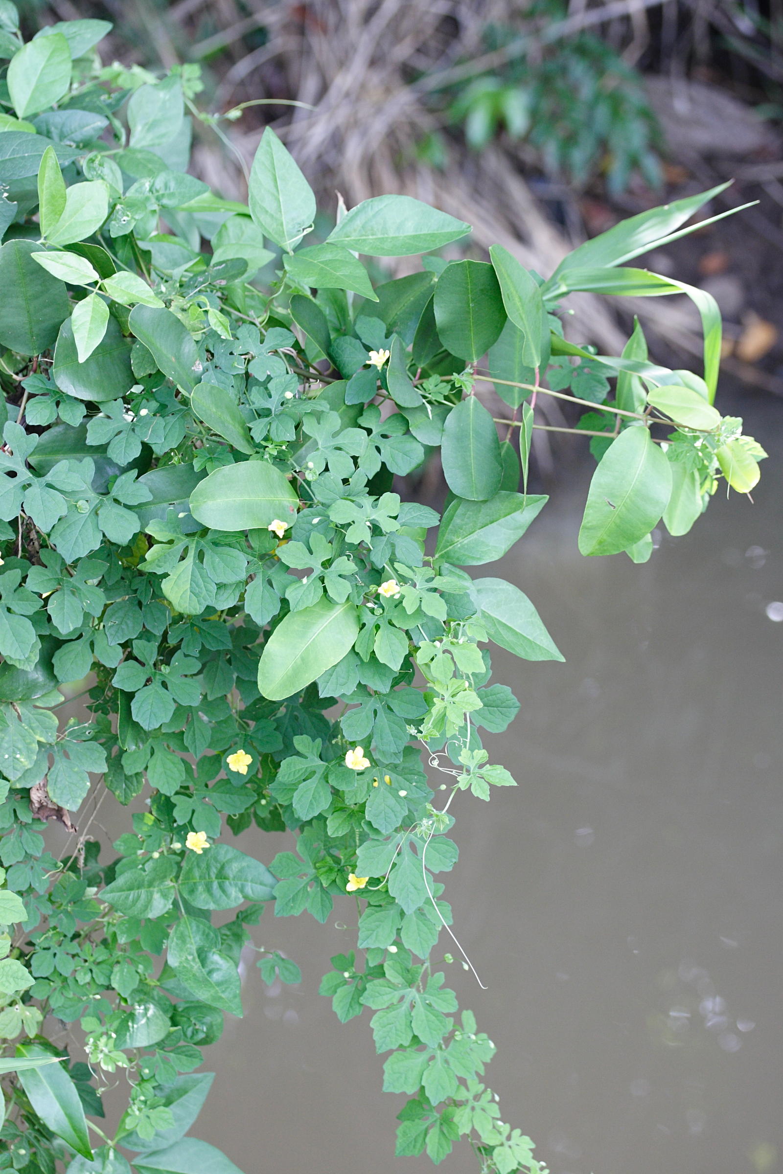 Afficher le média momordica_charantia8md momordica_charantia8md