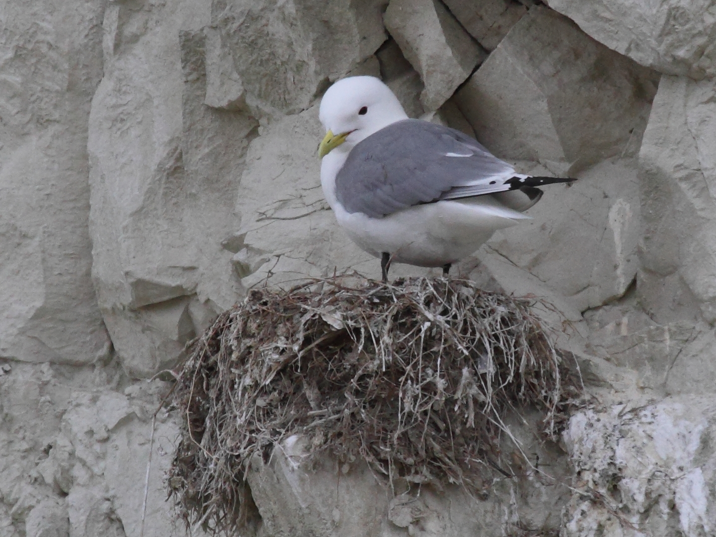 mouette_tridactyle_-_rissa_tridactyla4bd