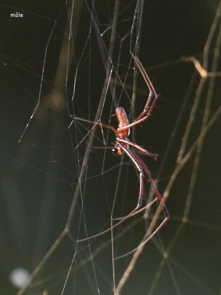 Afficher le média nephila_comorana5bd nephila_comorana5bd
