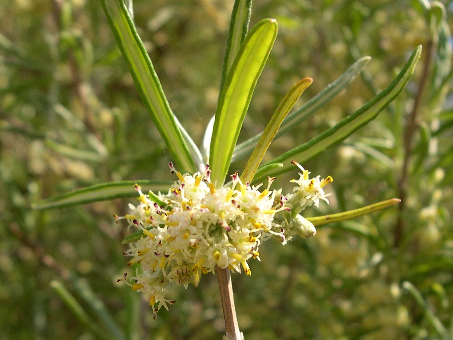 olearia_virgata4md