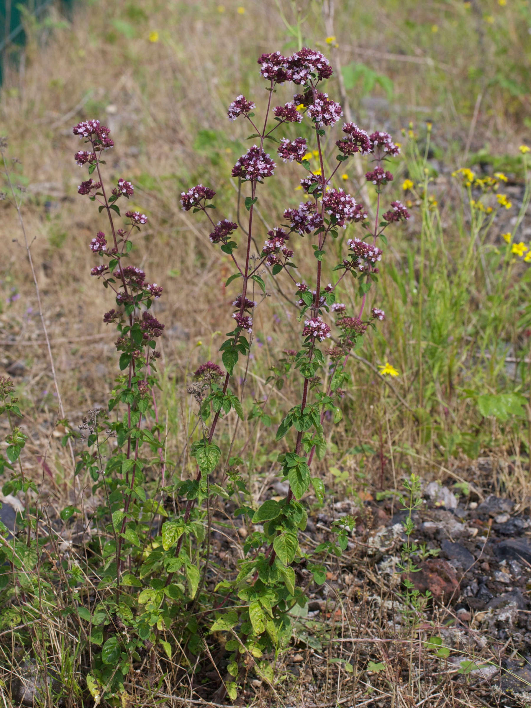 Origanum_vulgare