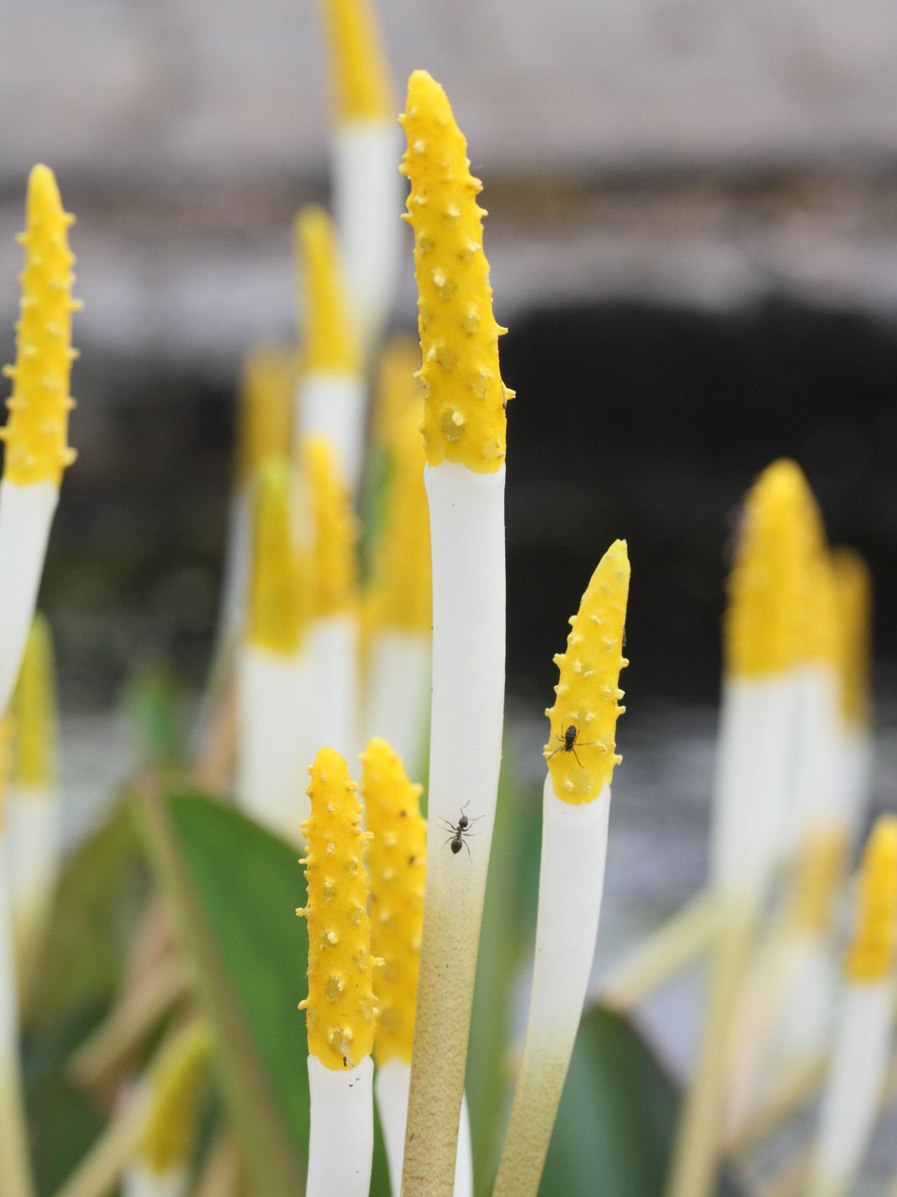 orontium_aquaticum2md