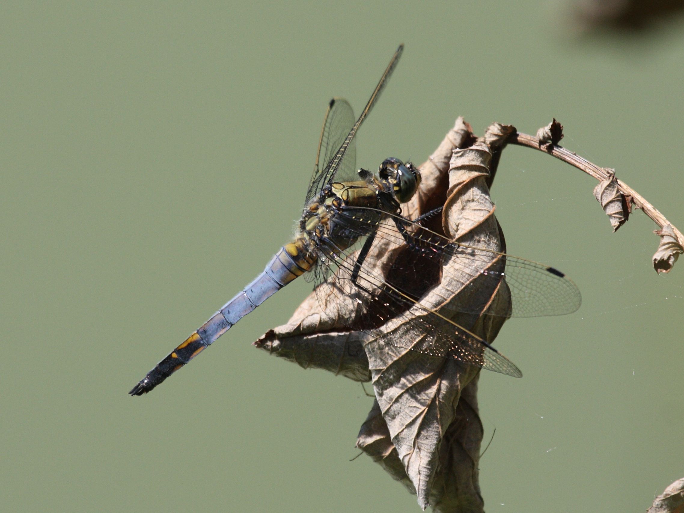 orthetrum_cancellatum4bd