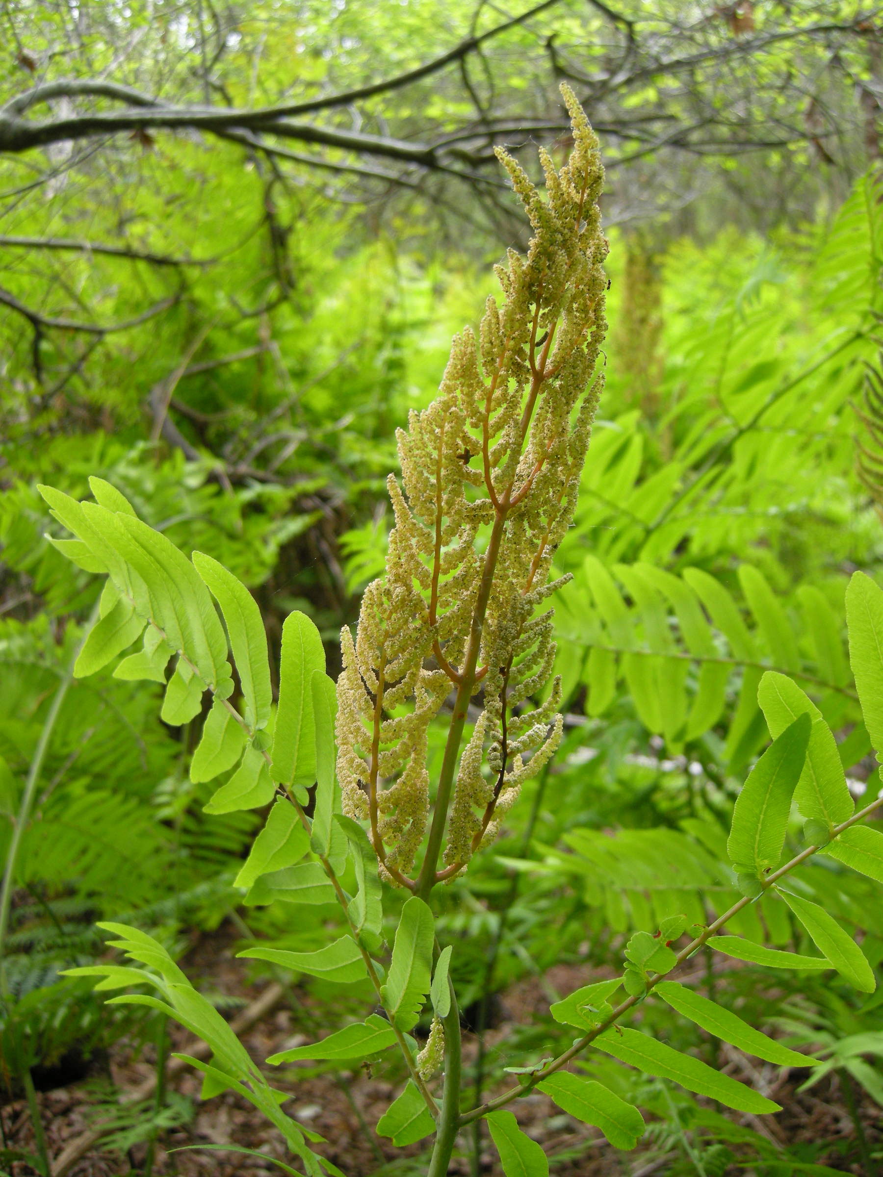 Osmunda_regalis