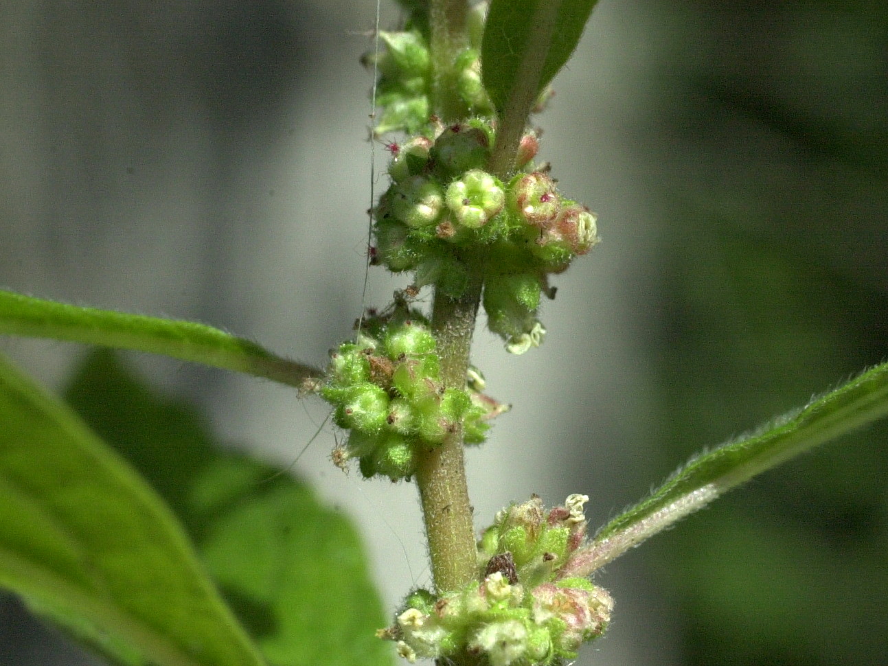 Afficher le média parietaria_officinalis3md parietaria_officinalis3md