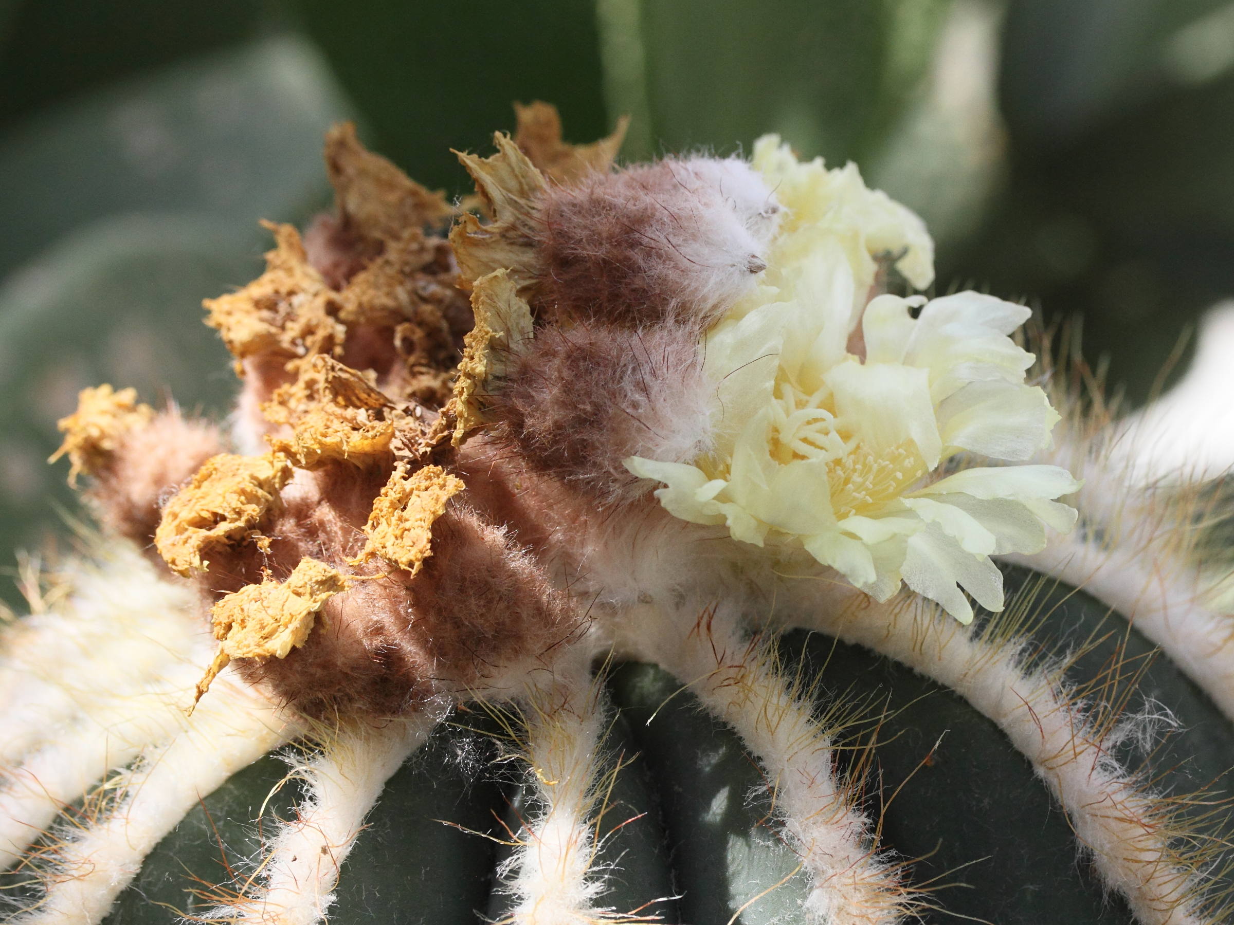 parodia_magnifica2md