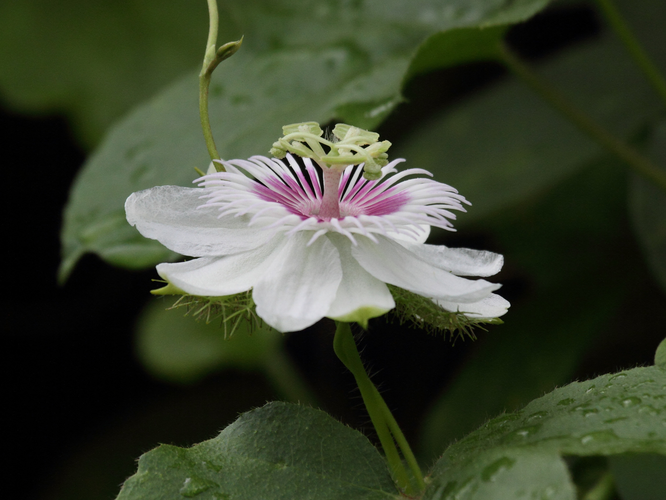 passiflora_foetida7bd
