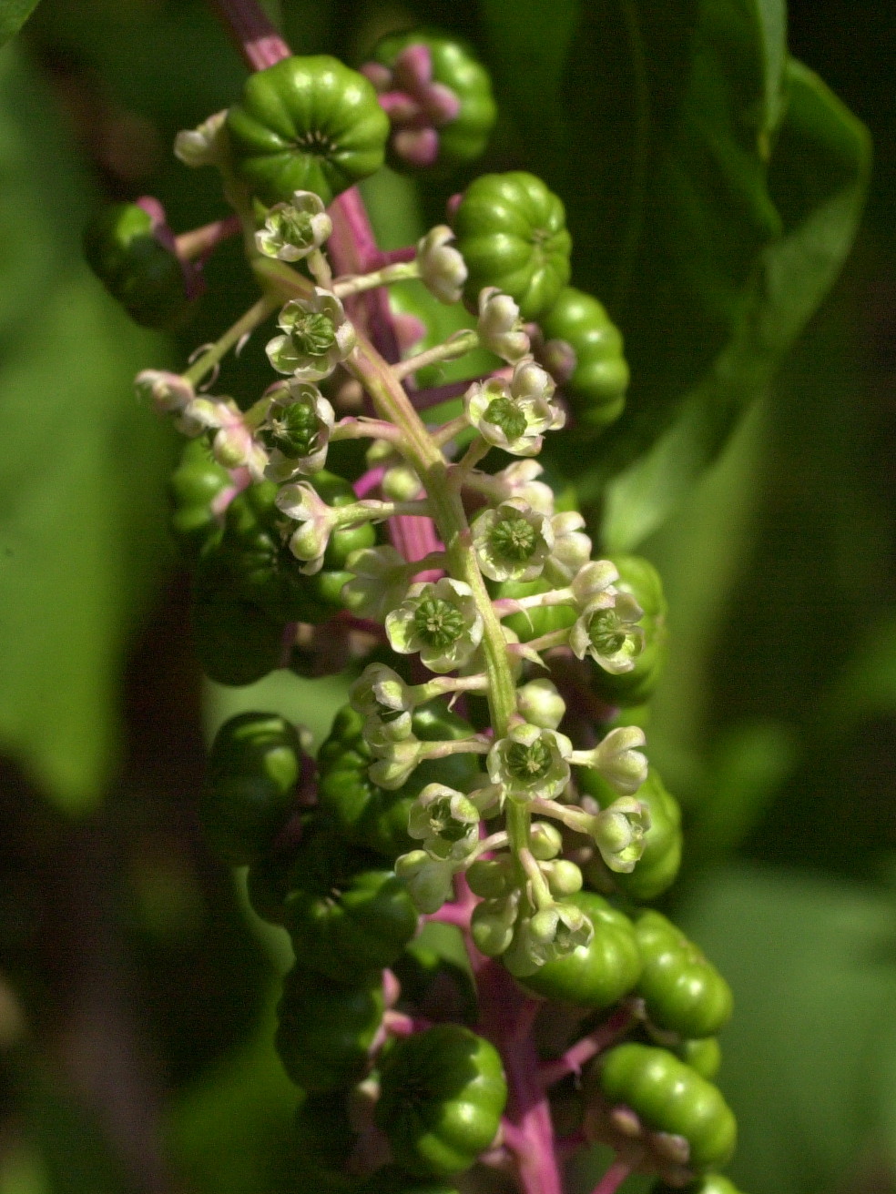phytolacca_americana3md