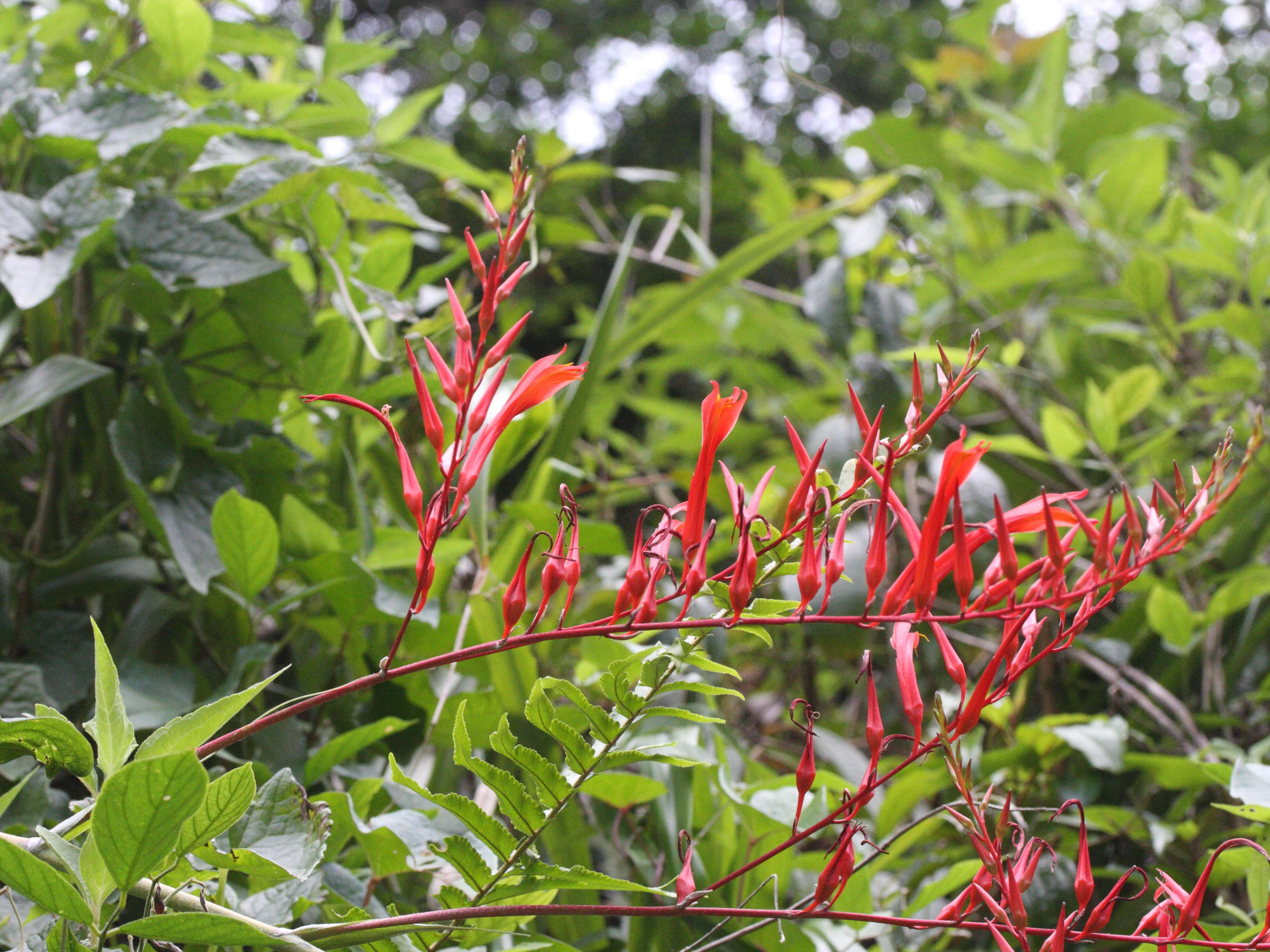 pitcairnia_angustifolia5md