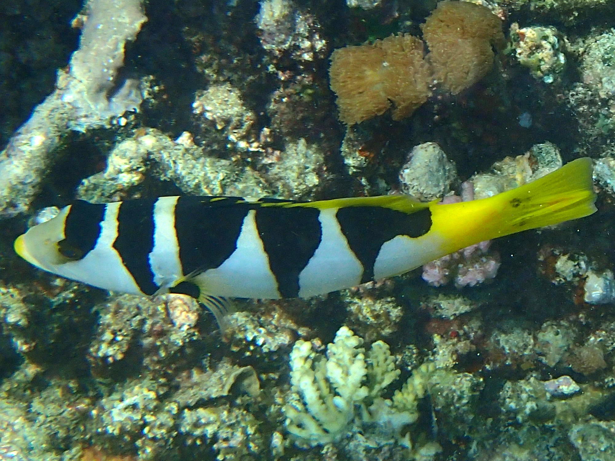 plectropomus_laevis2bd