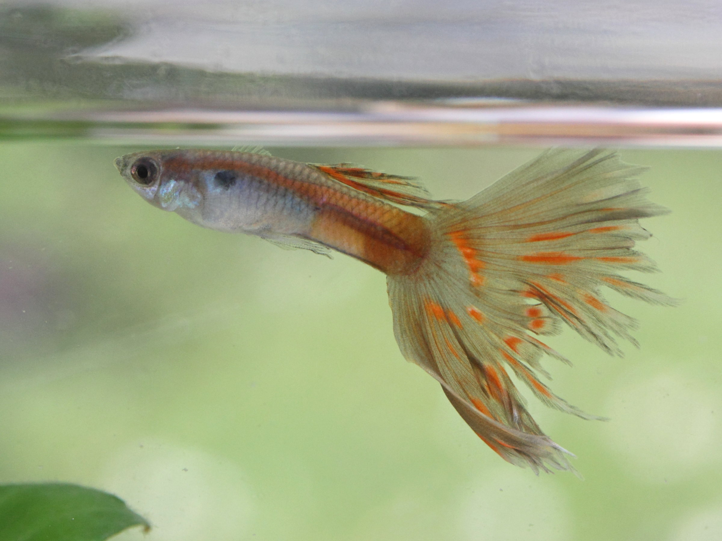 poecilia_reticulata2md