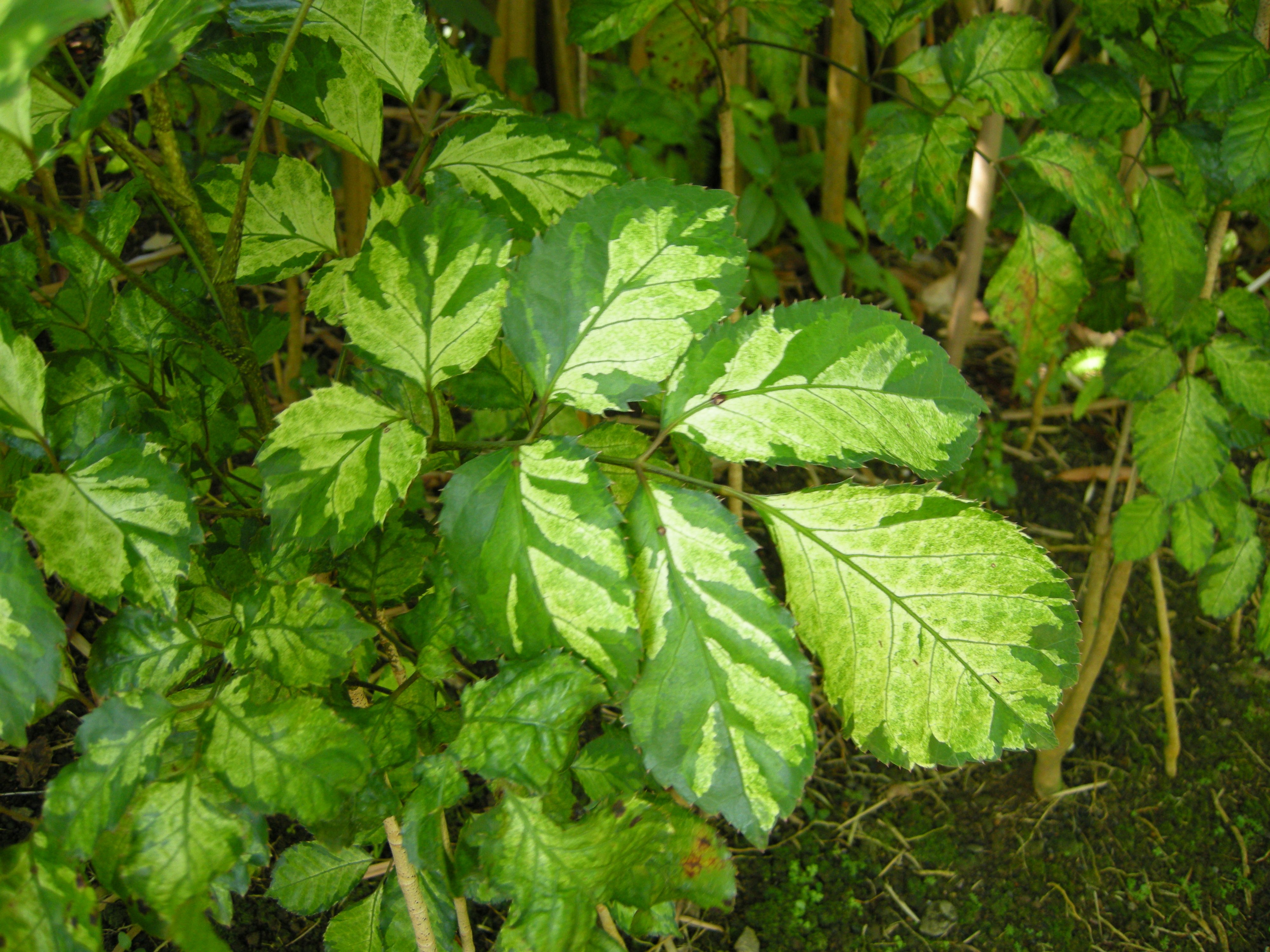 polyscias_balfouriana2md