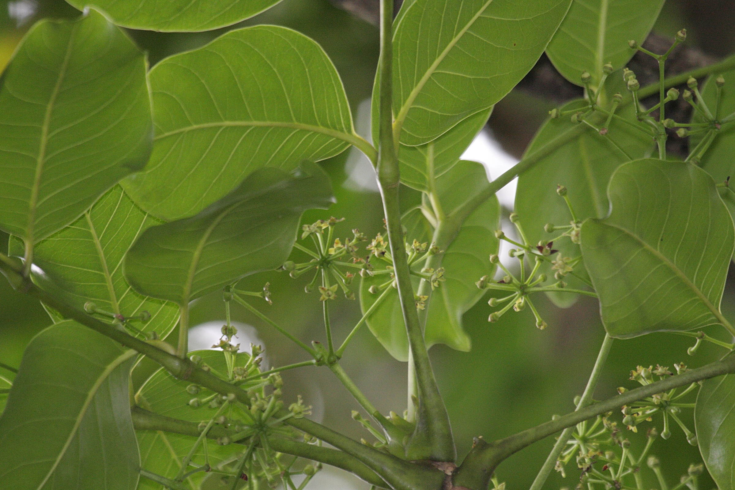 polyscias_repanda2bd