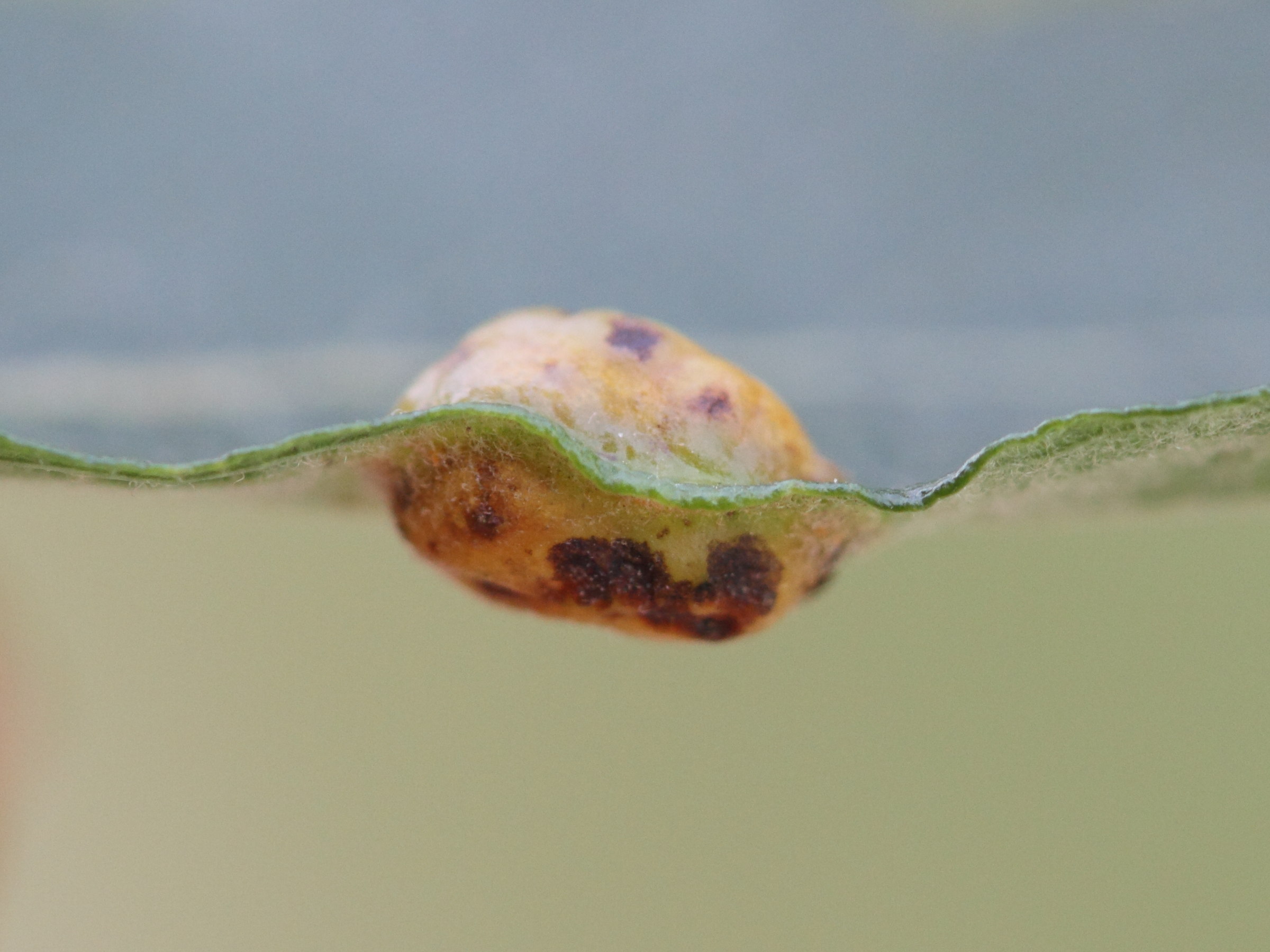 pontania_proxima_galle1md