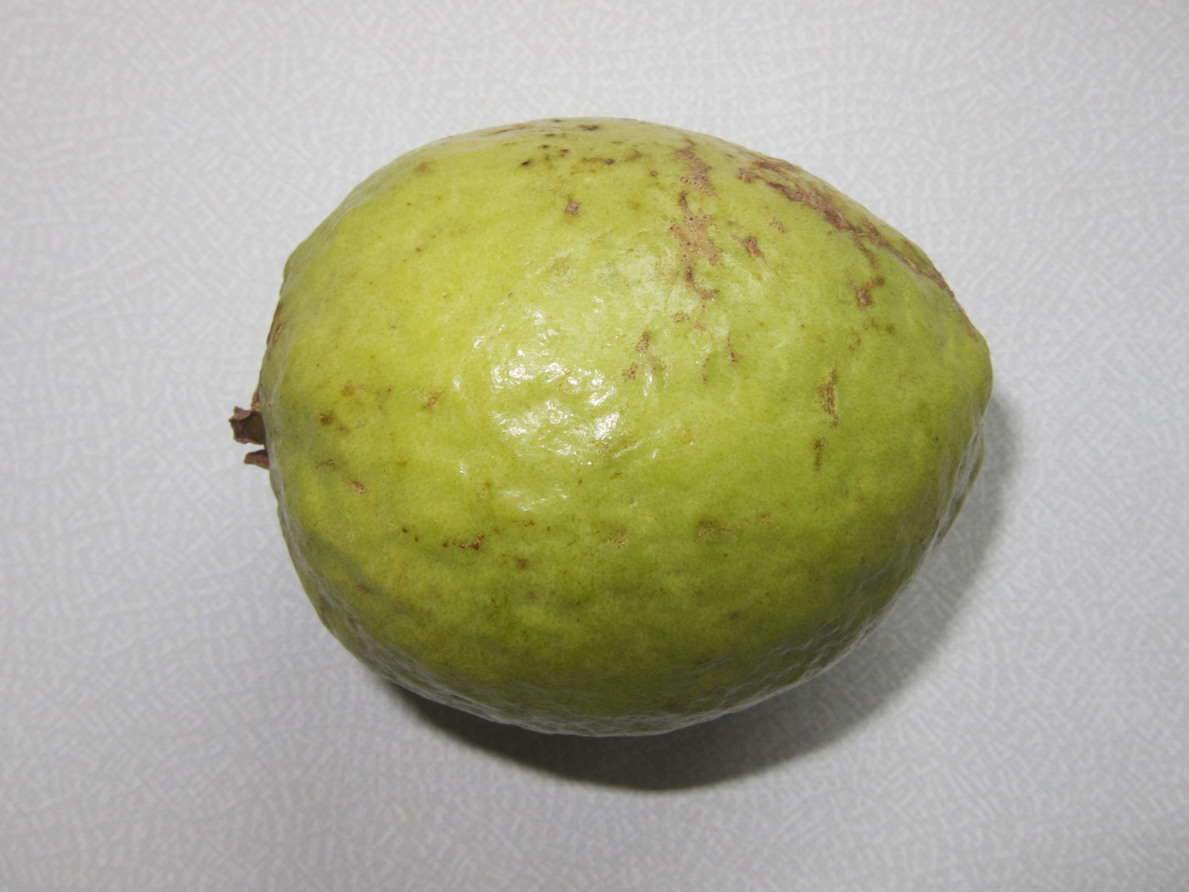 psidium_guajava8md