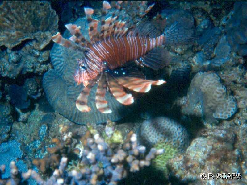 pterois_miles2ps
